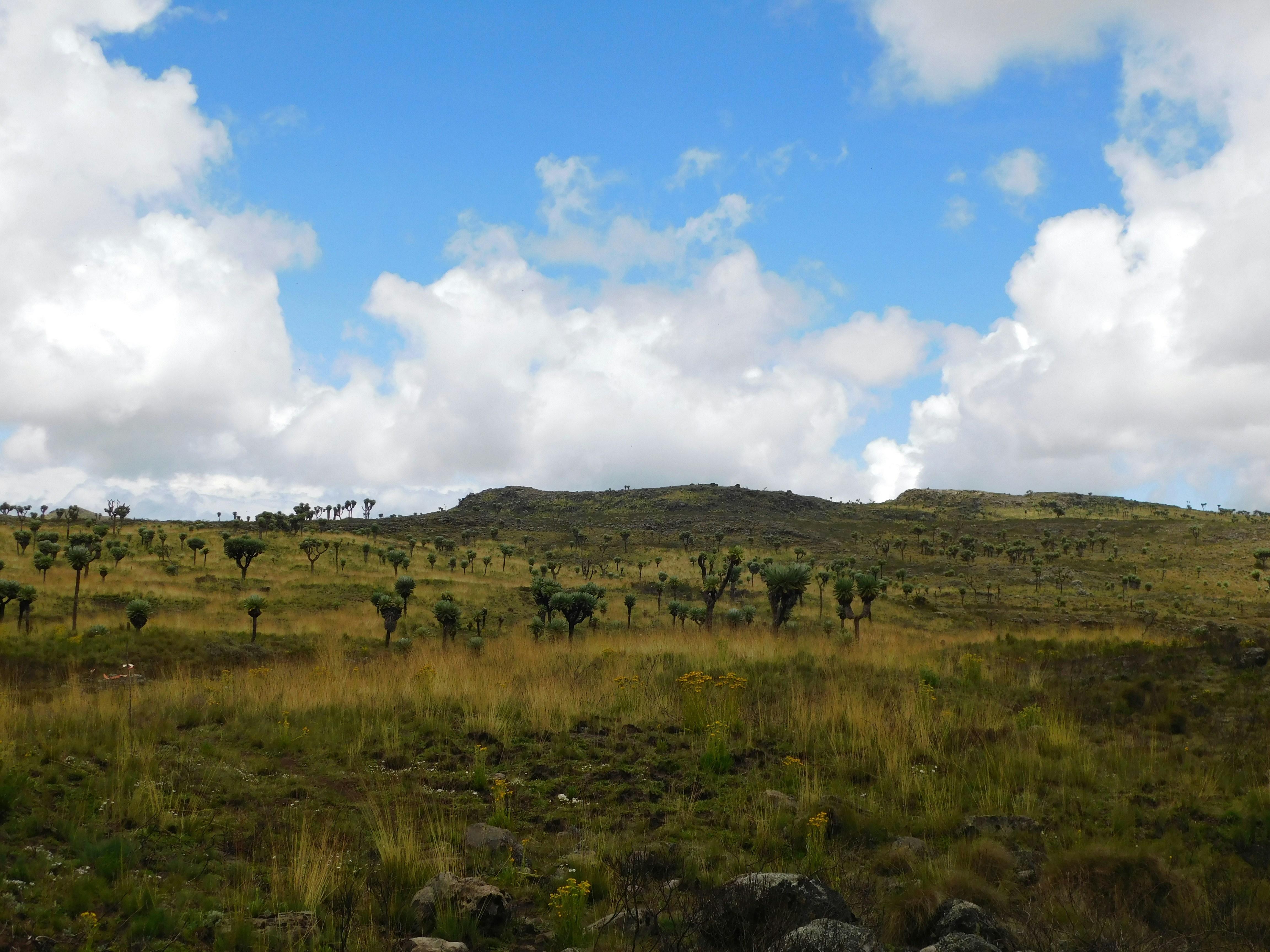 Grassy landscape under a cloudy, blue sky.