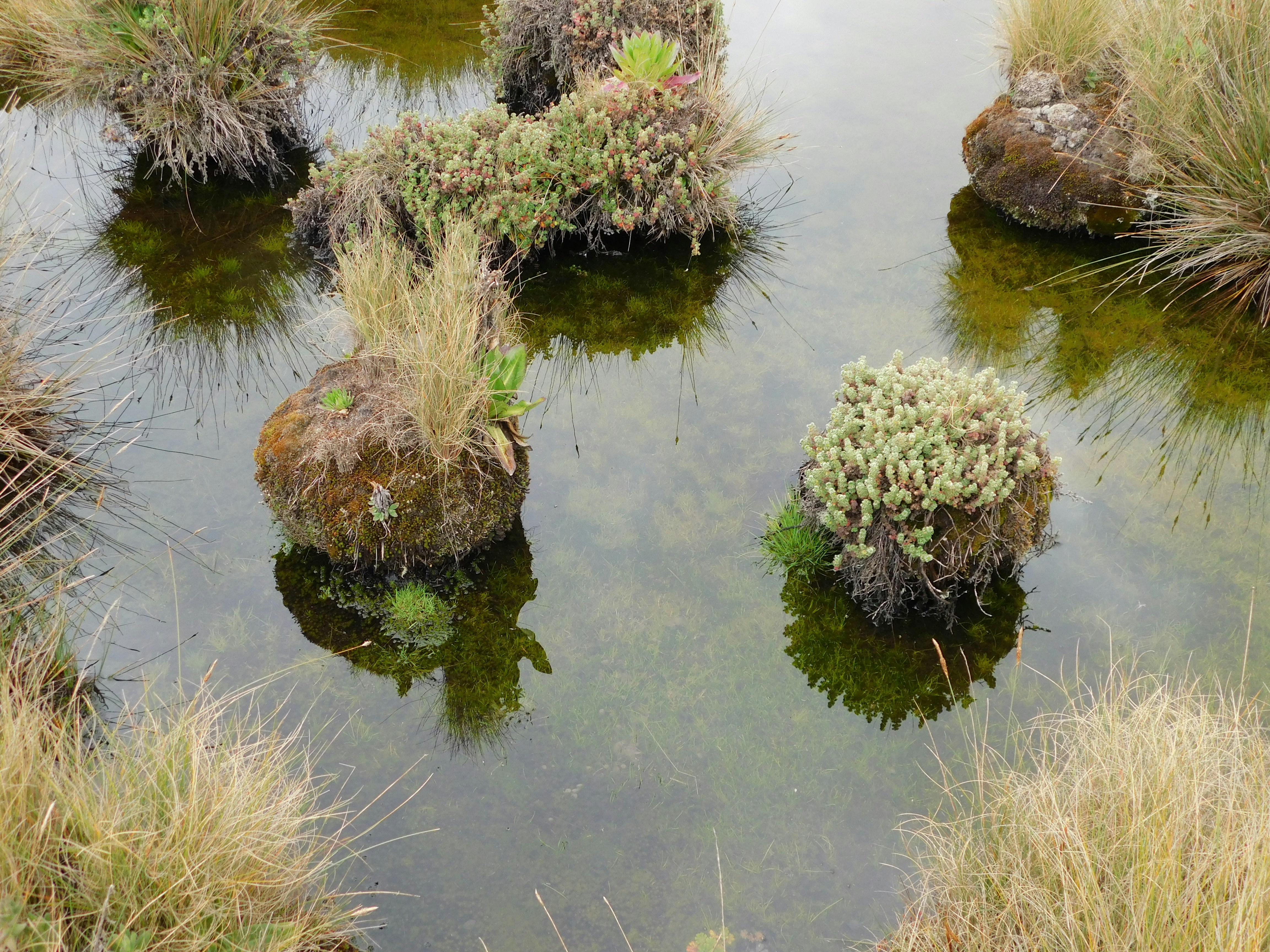 Tufts of vegetation float in a murky pond.