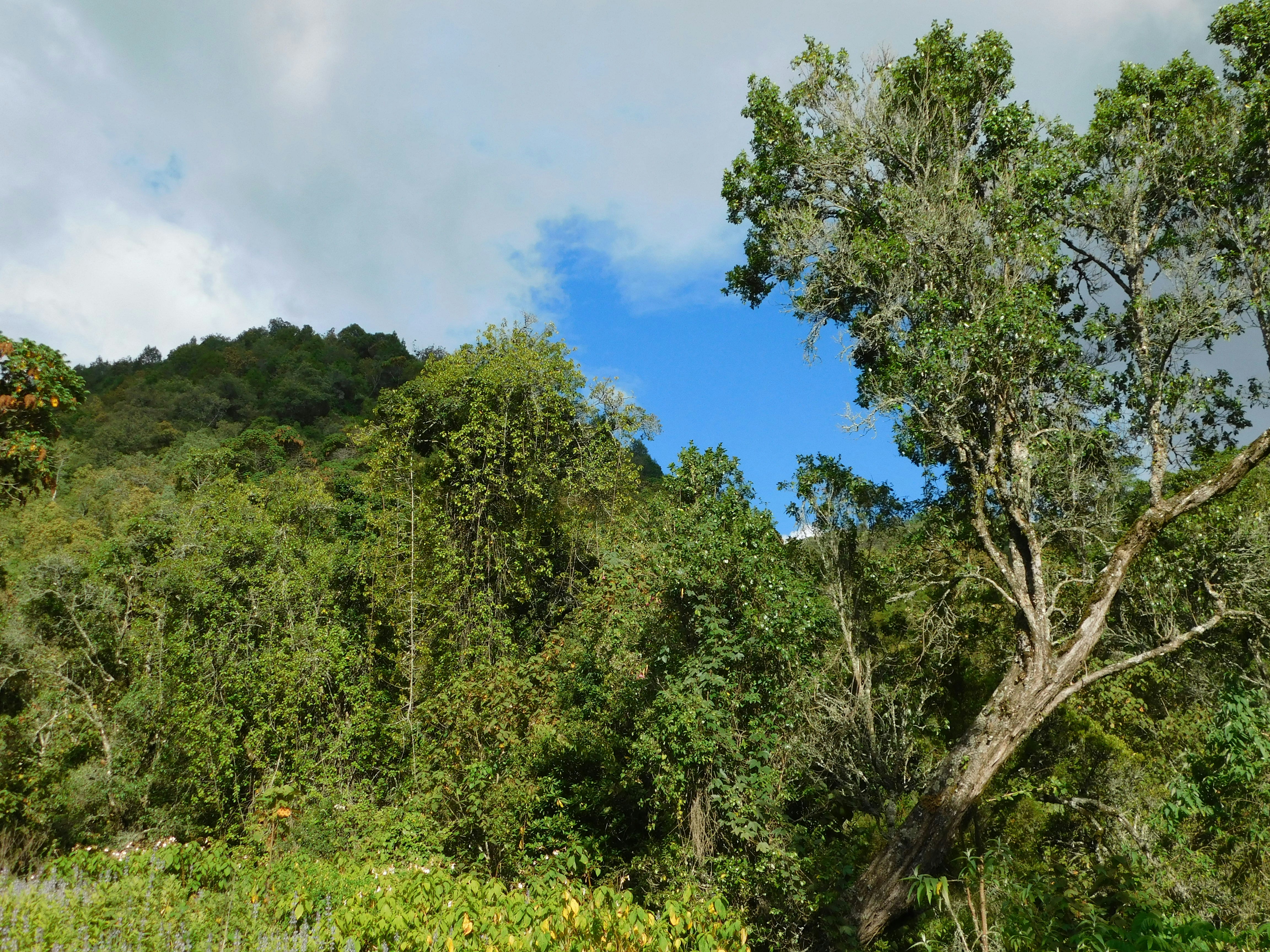 Green, lush forest with a bright blue sky.