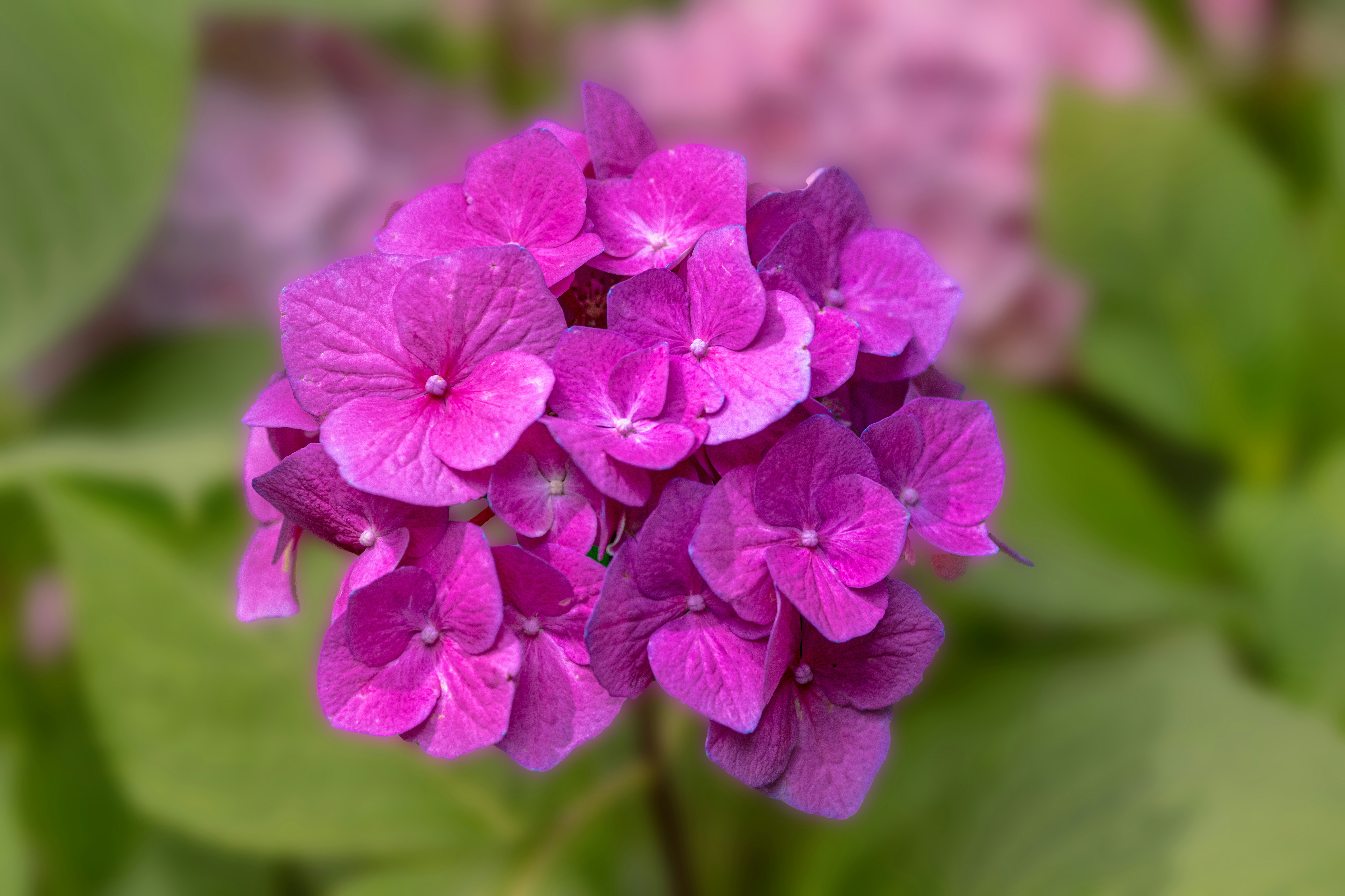 Photo by siegfriedpoepperl