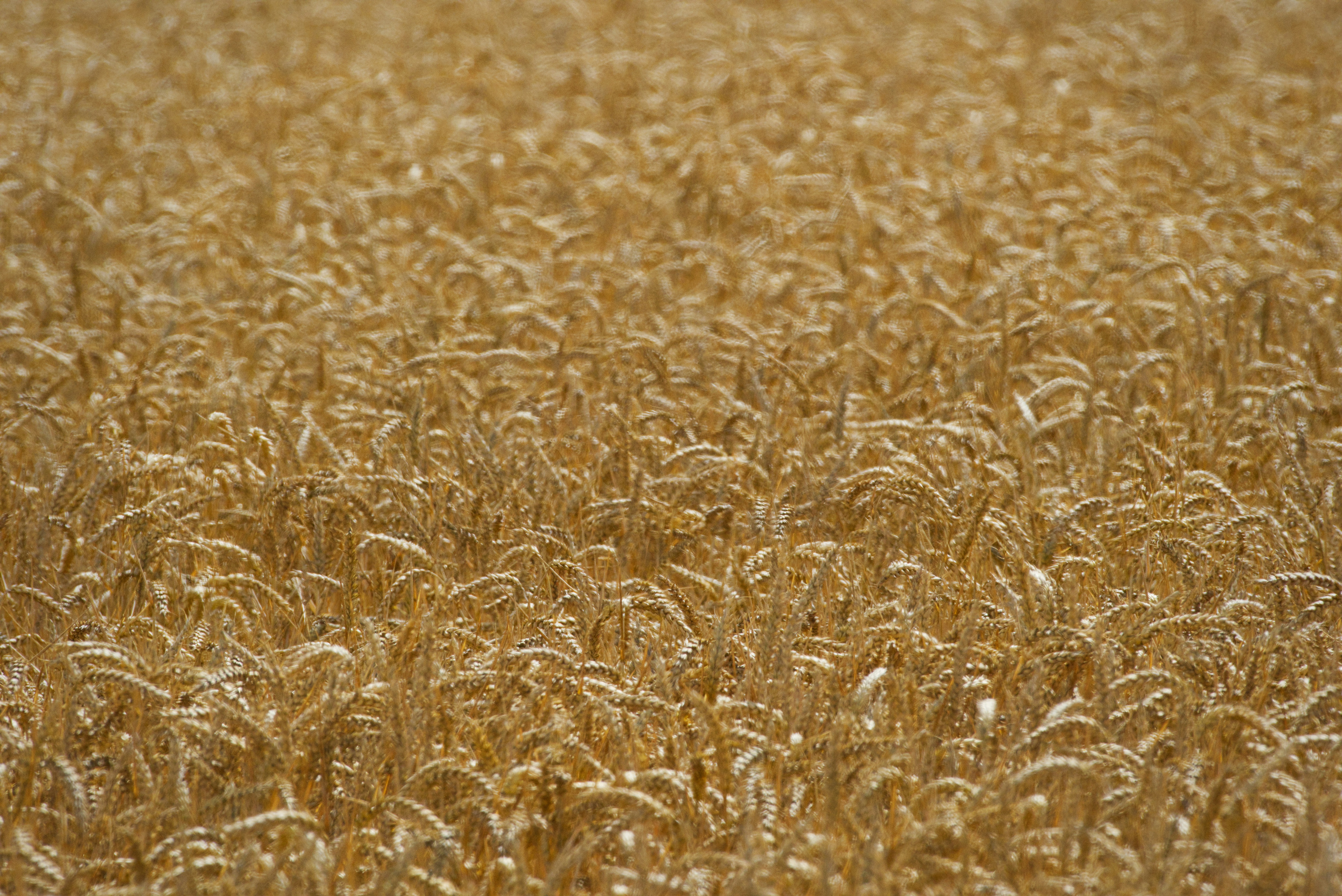 Feld mit goldenem Weizen, bereit für die Ernte.