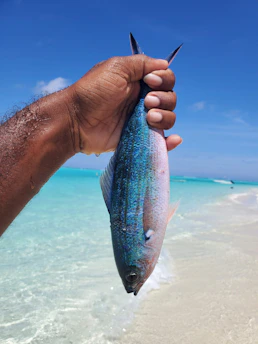A hand holds a fish near the ocean.
