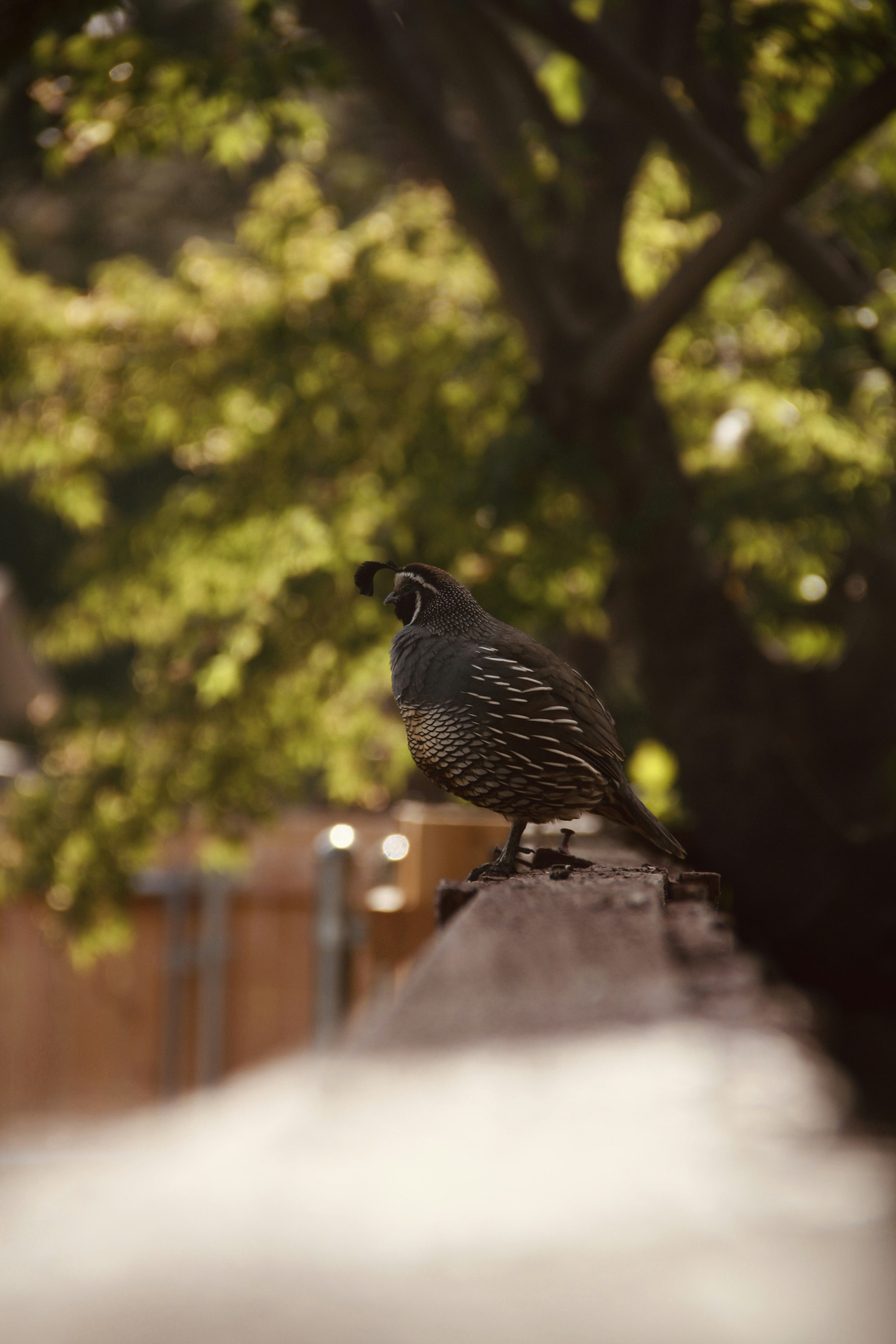 A quail sits on a wooden fence.