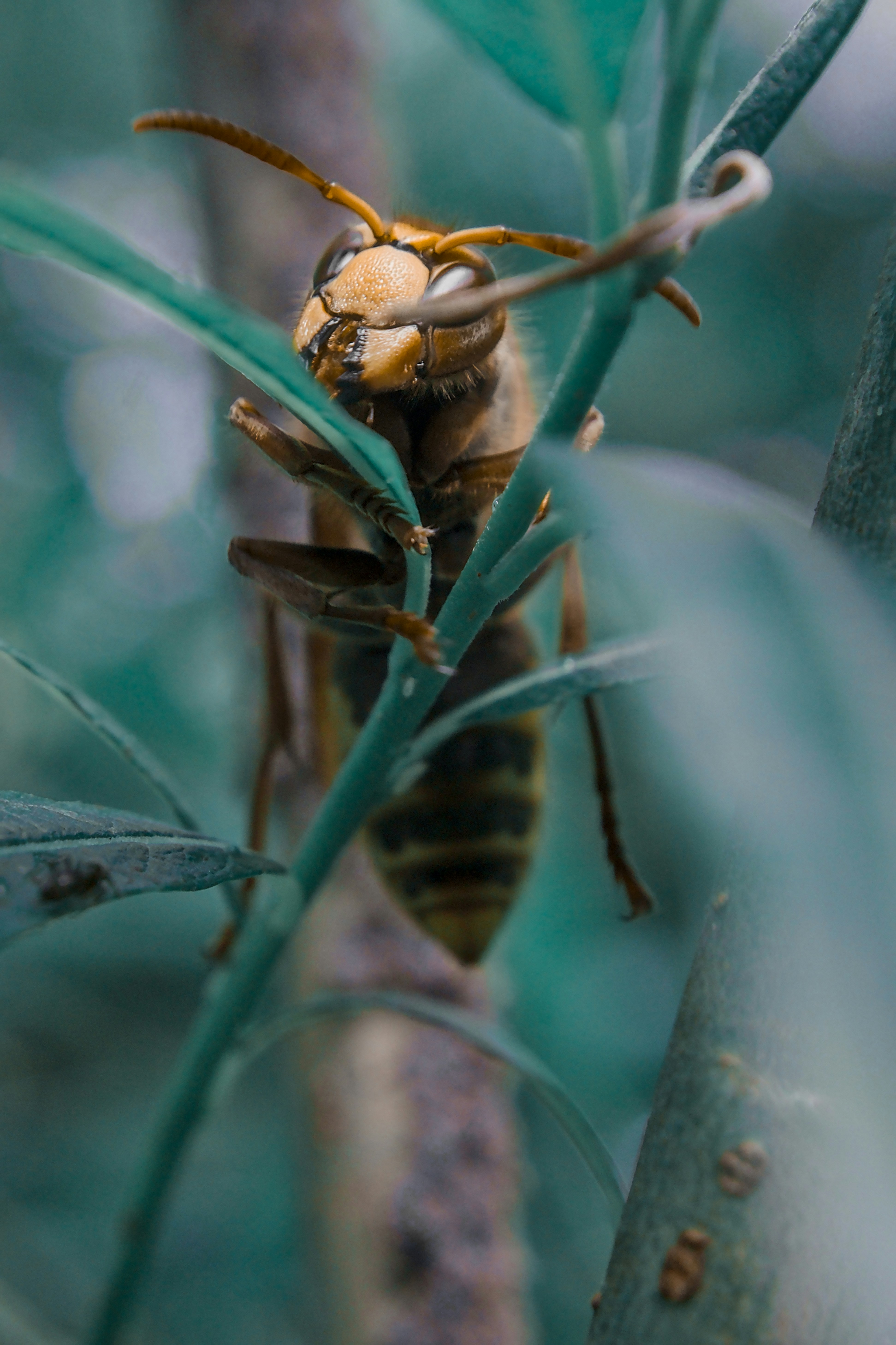 A wasp perched among green leaves.
