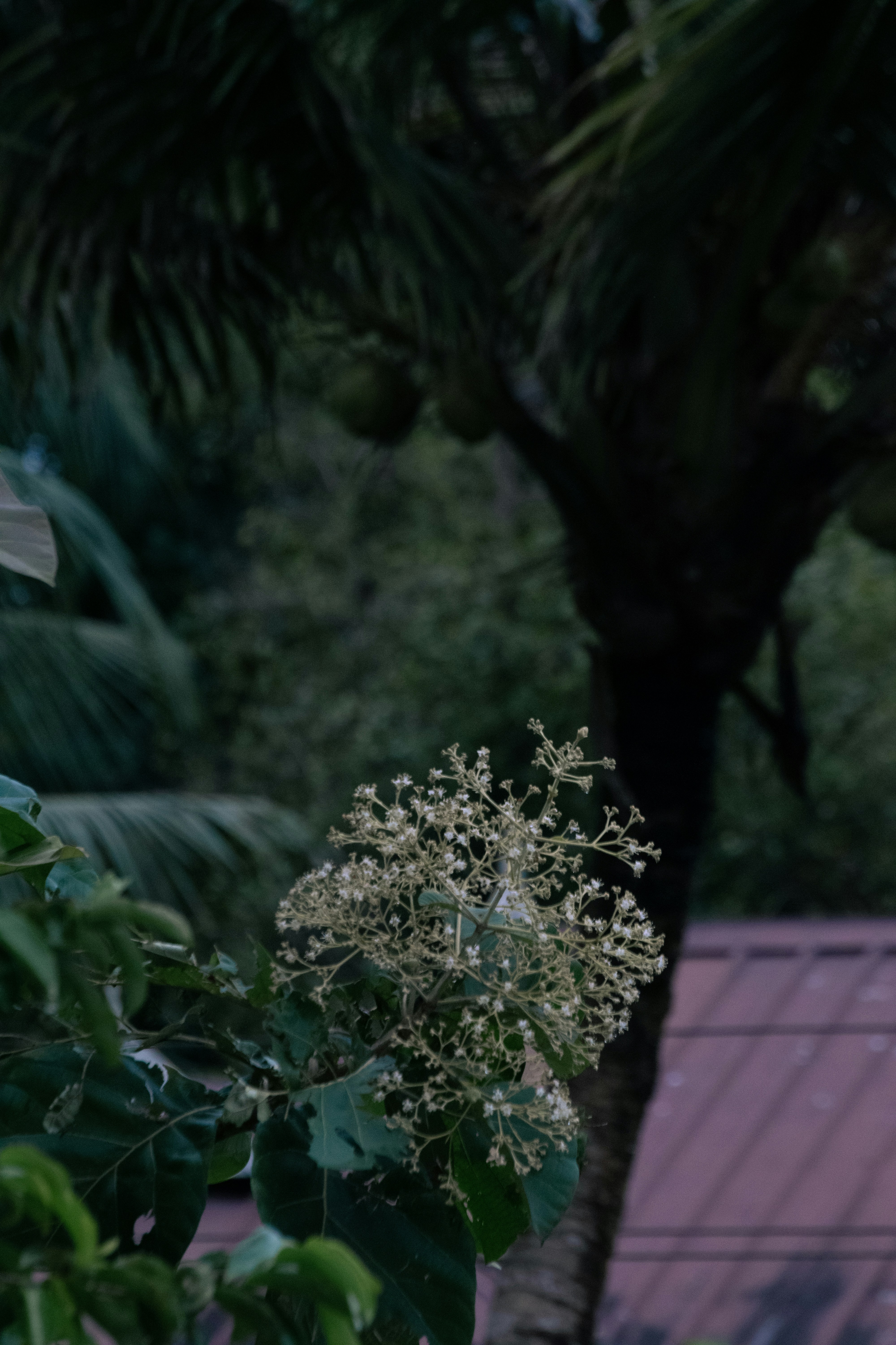 Photo by joejojoestar