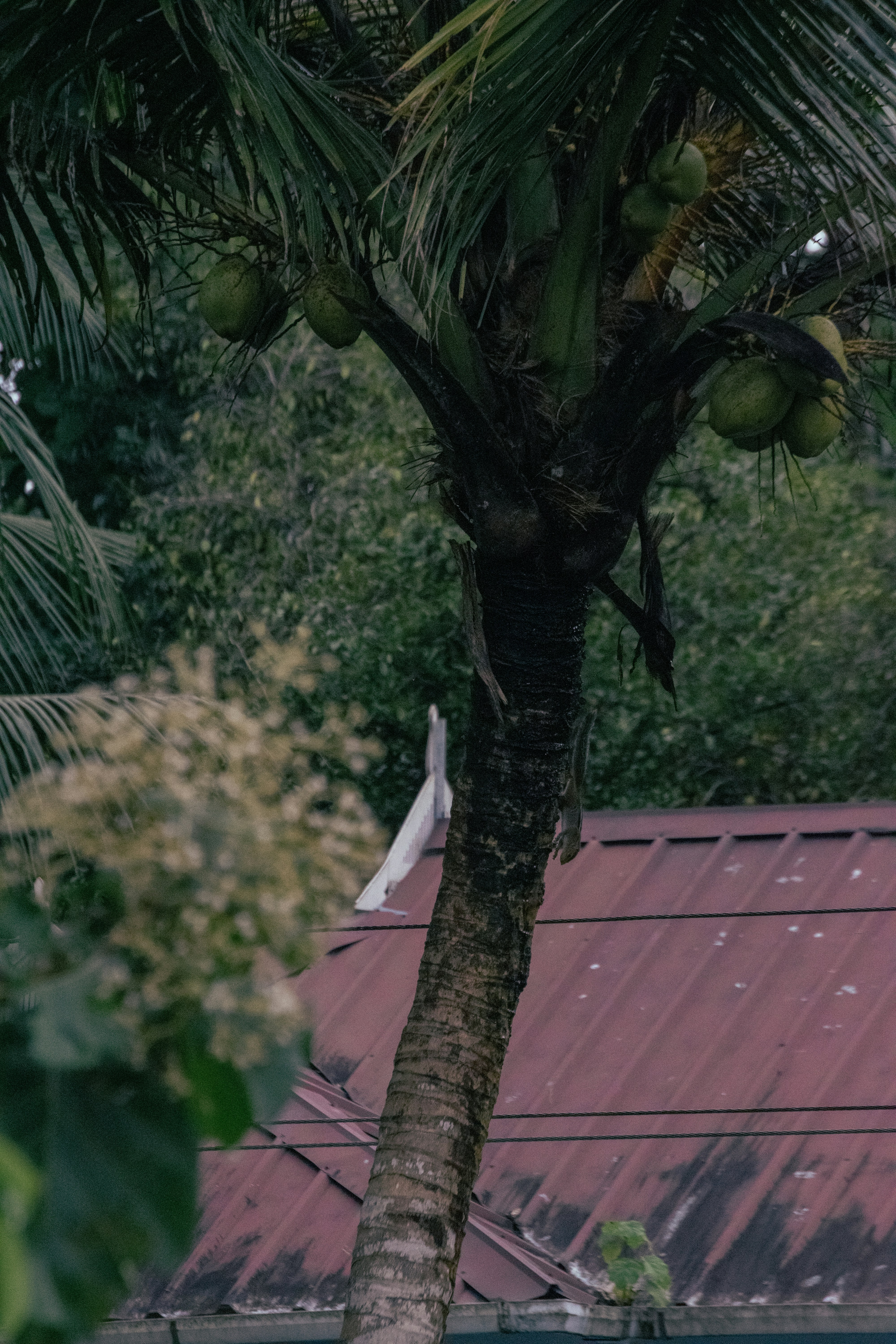 Photo by joejojoestar