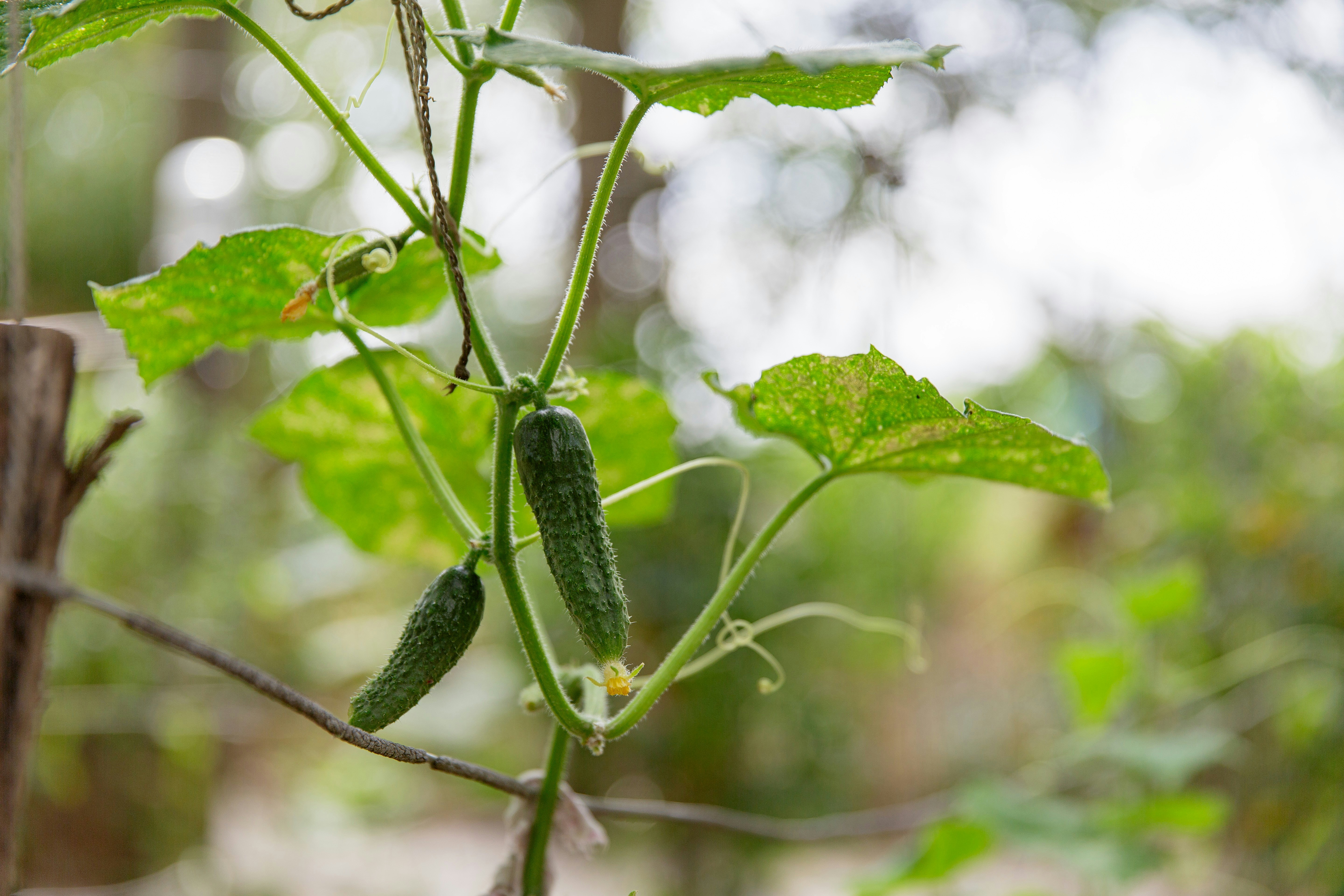 Cucumbers are growing on a vine.