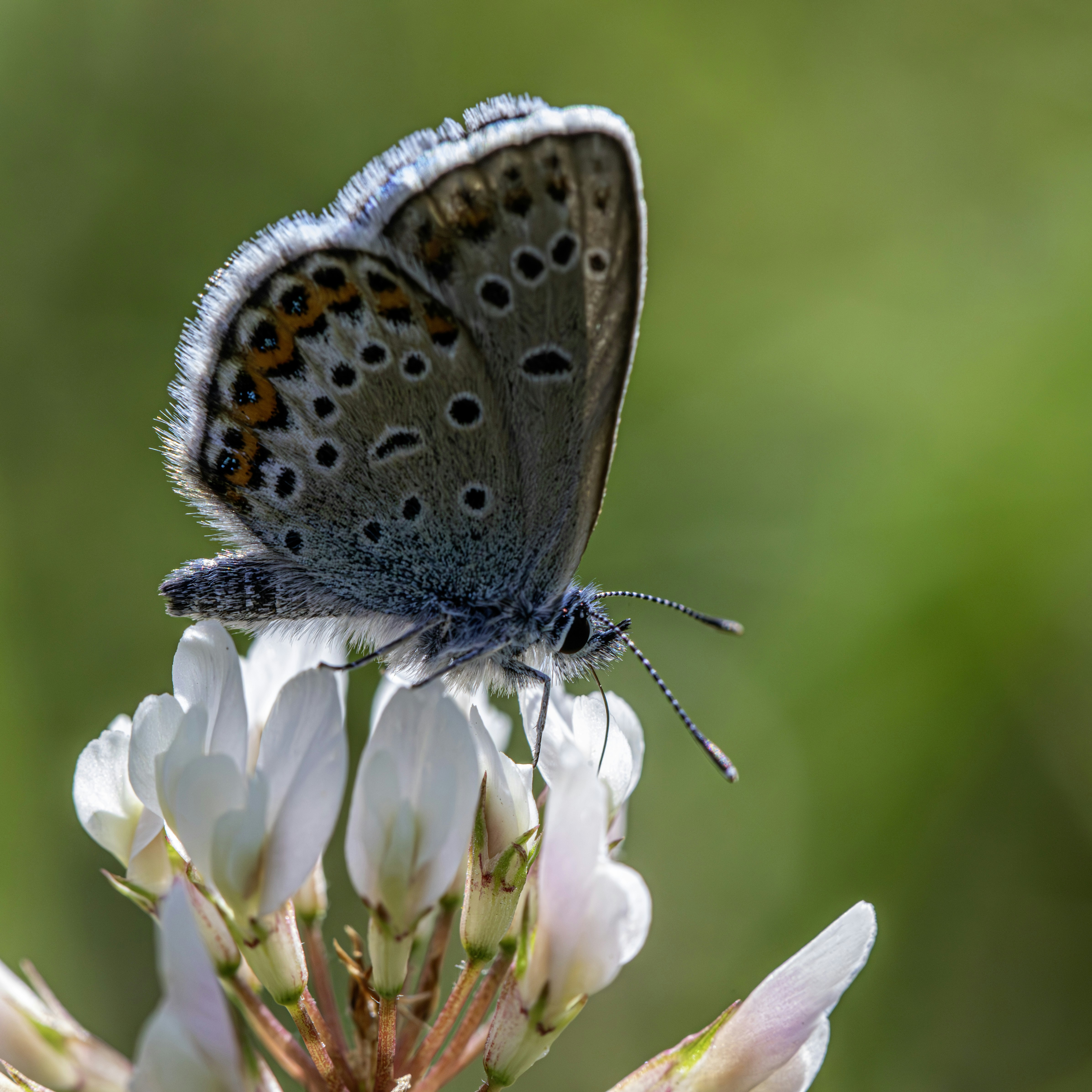 Photo by erik_karits