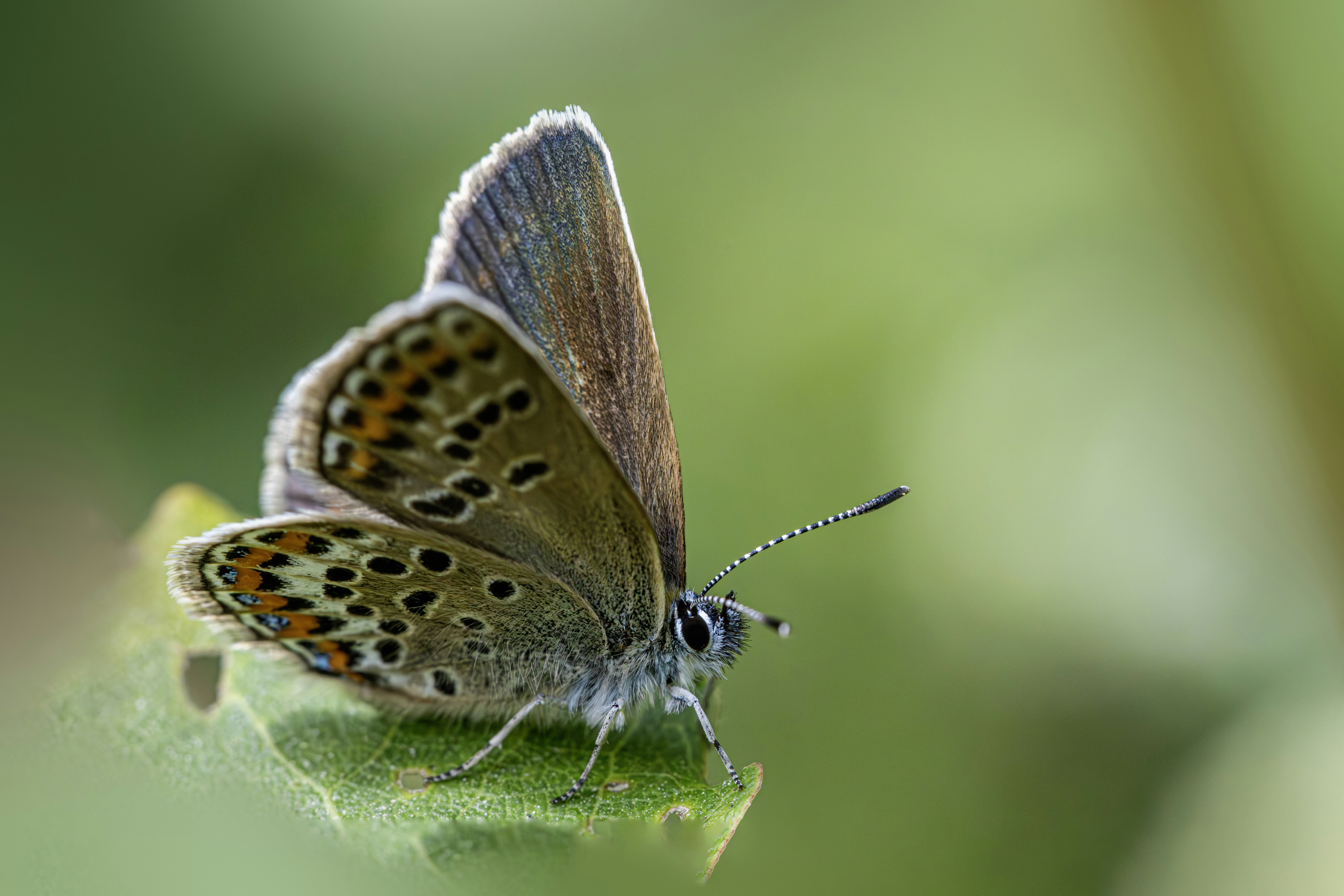 Photo by erik_karits