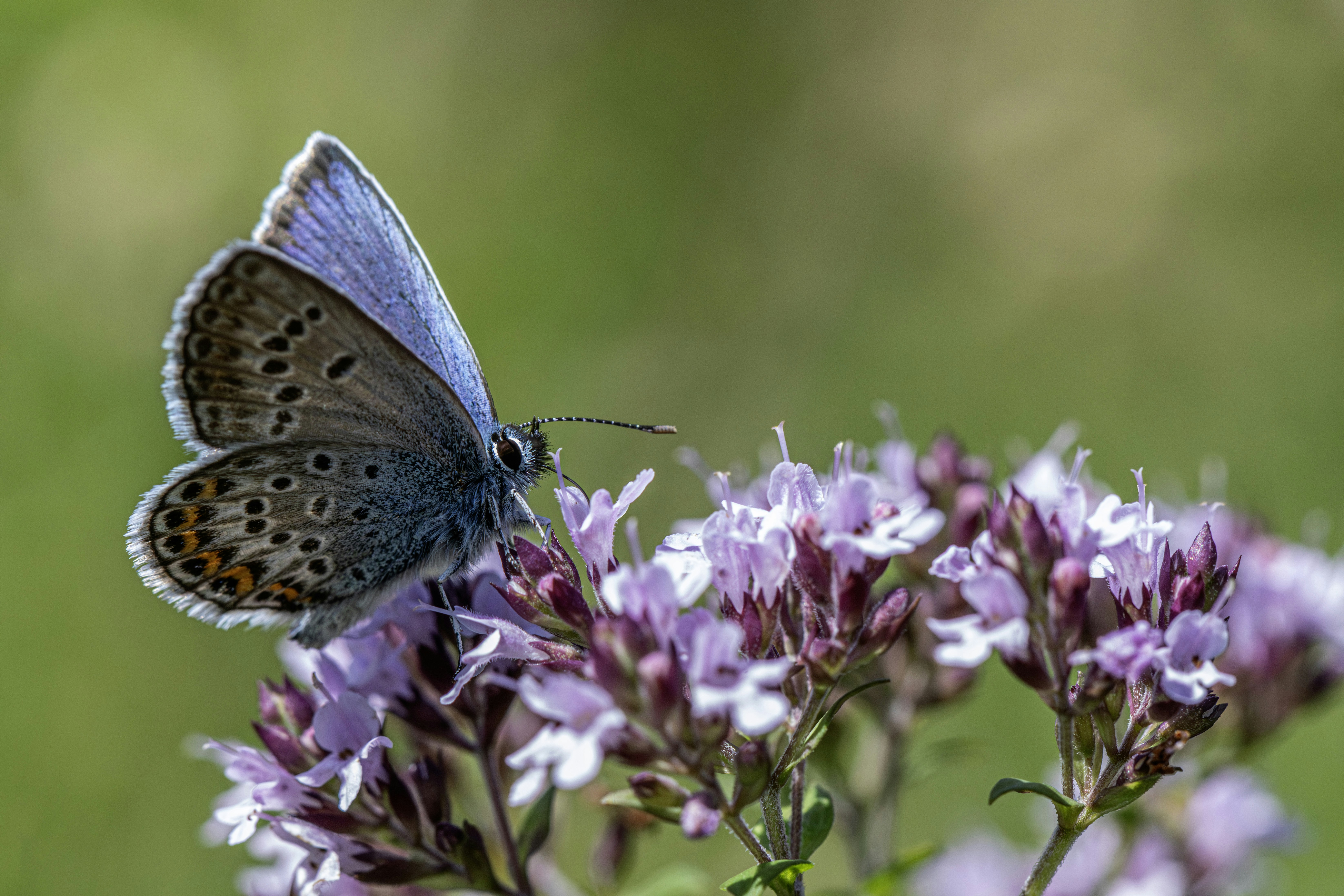 Photo by erik_karits