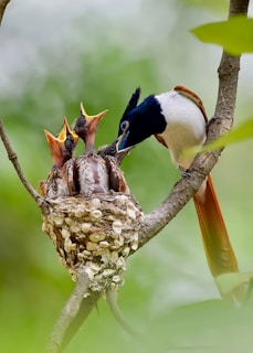 A bird feeds its hungry chicks in their nest.
