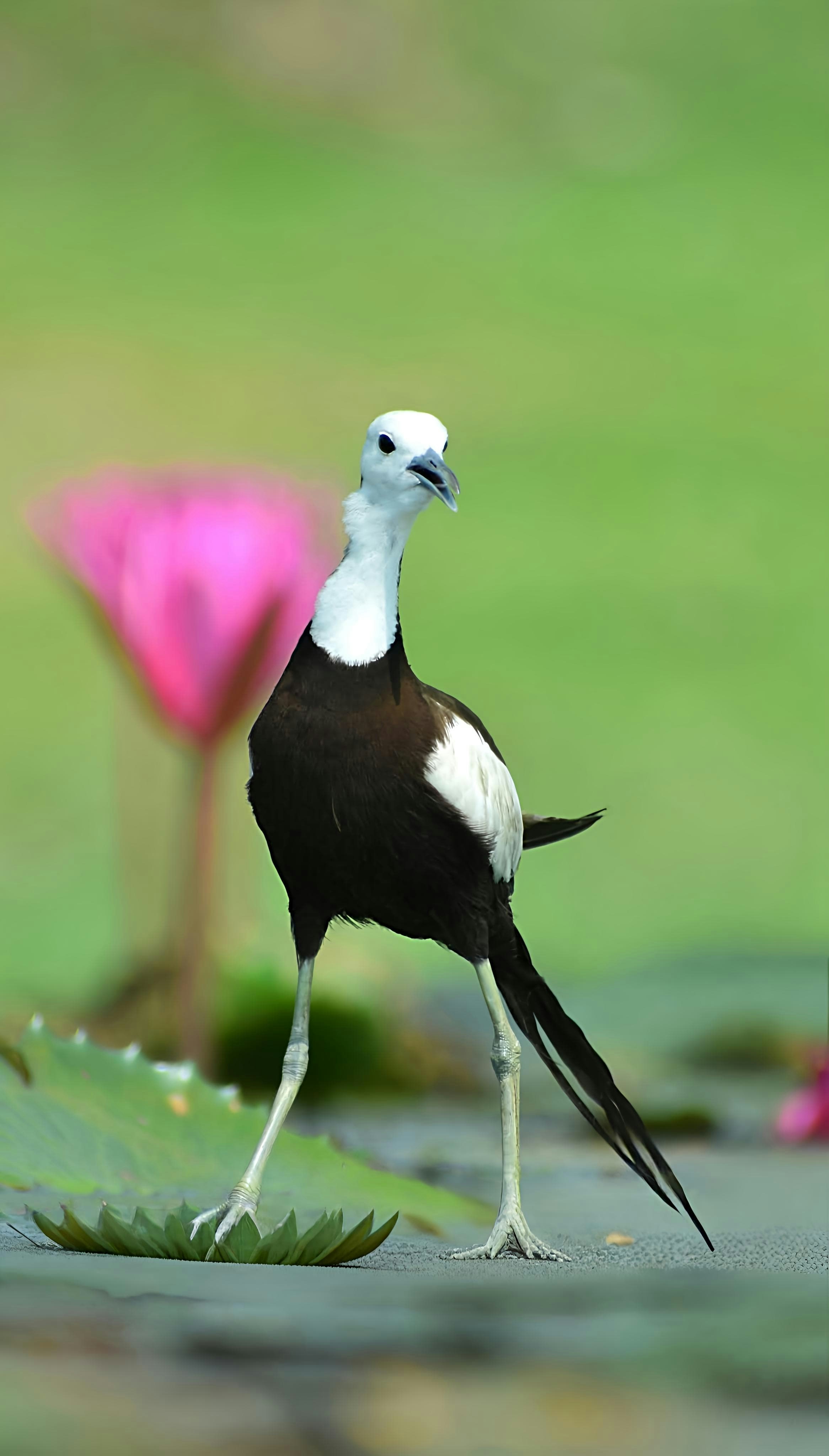 A jacana bird walks on lily pads. photo – Free Animal Image on Unsplash