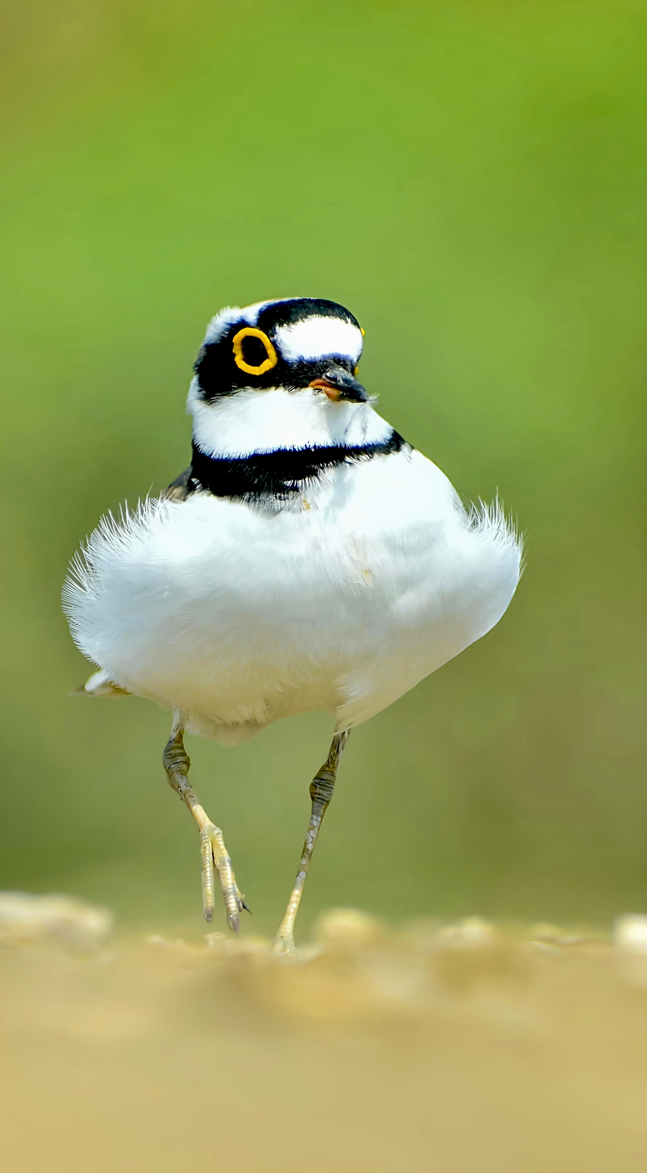 A little ringed plover bird stands proudly. photo – Free Blue Image on ...