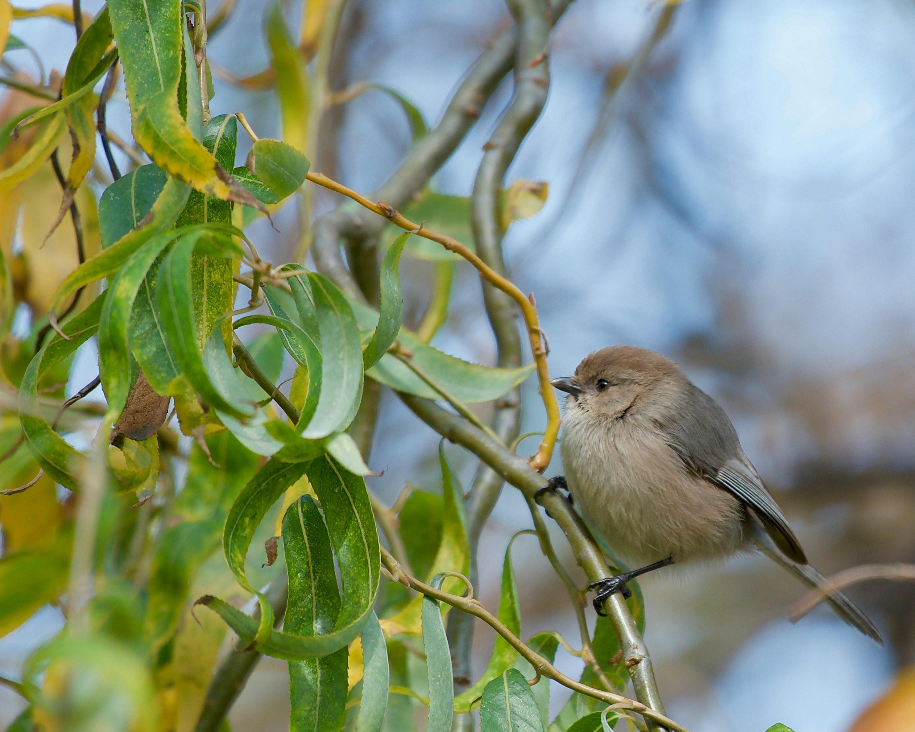 A small bird perches on a tree branch.