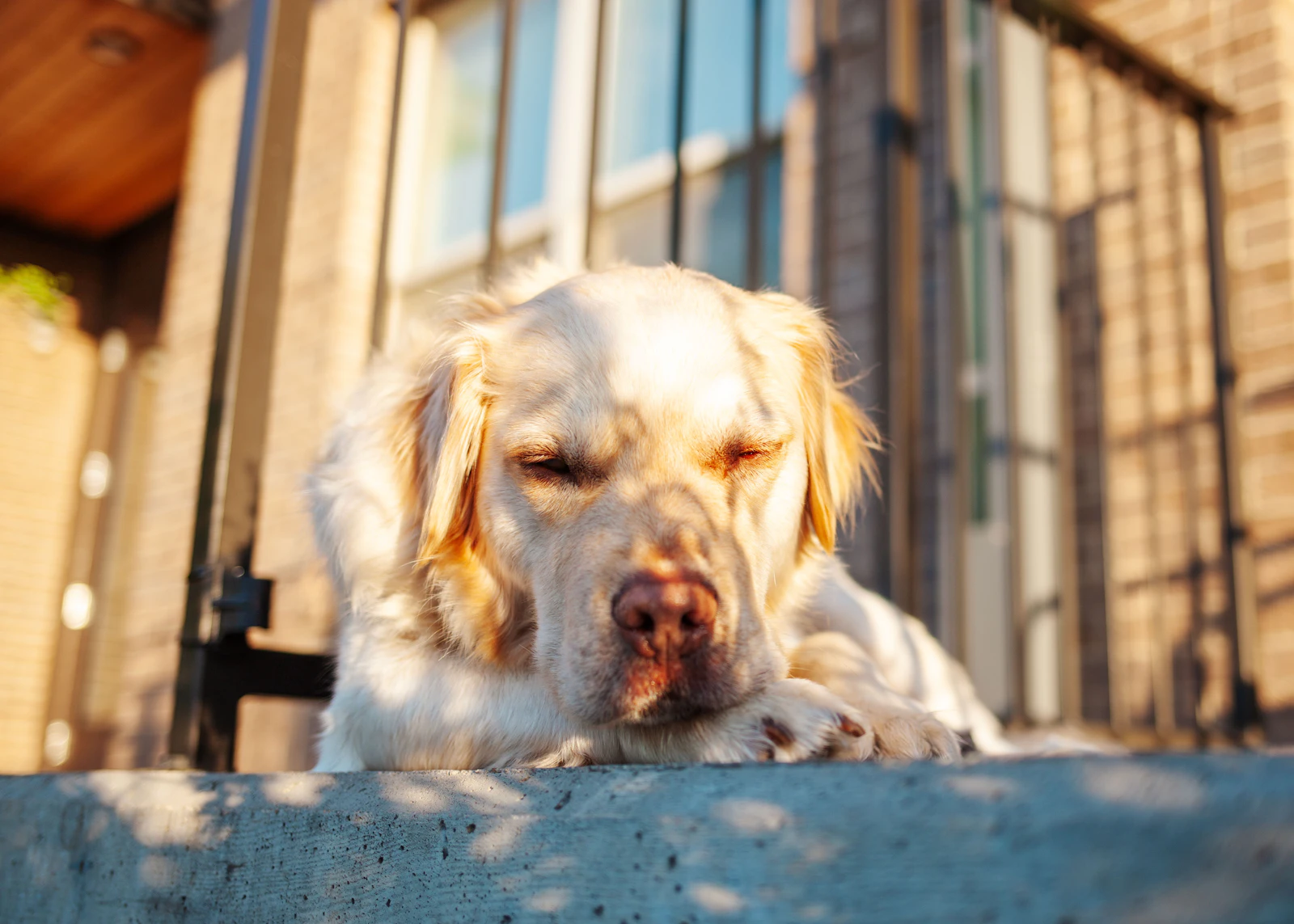 A relaxed dog sunbathing outdoors.
