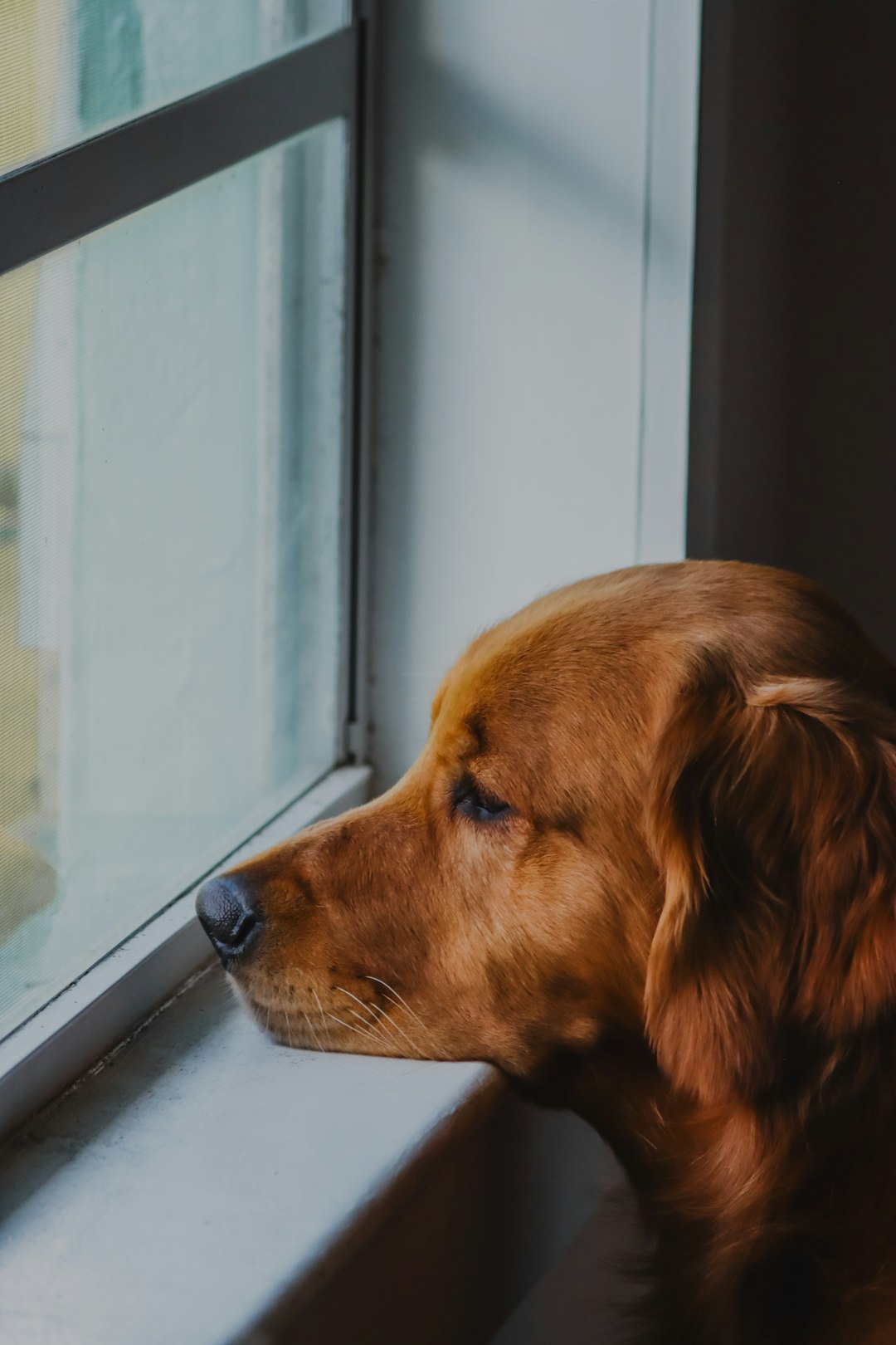 不安そうな表情の愛犬