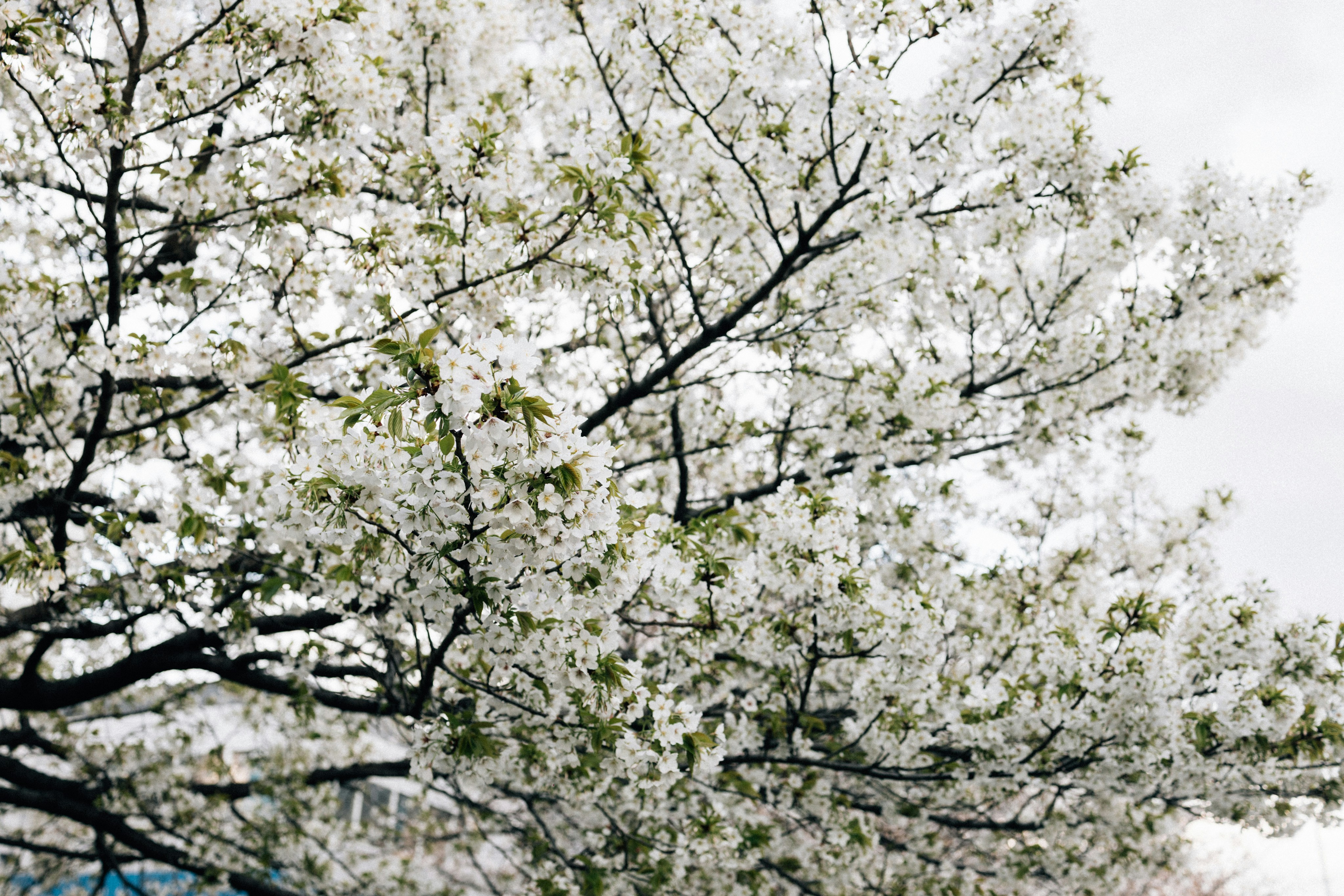 Photo by tsuyoshikozu