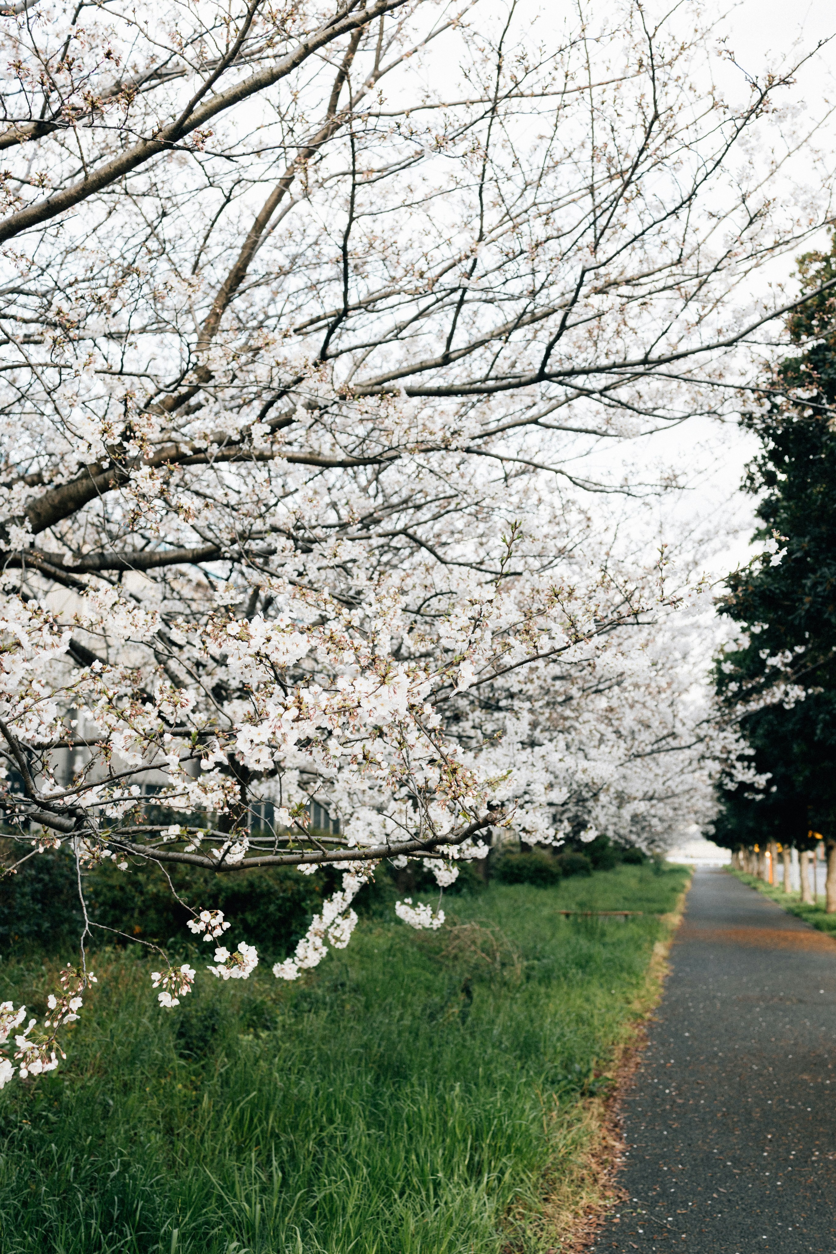 Photo by tsuyoshikozu