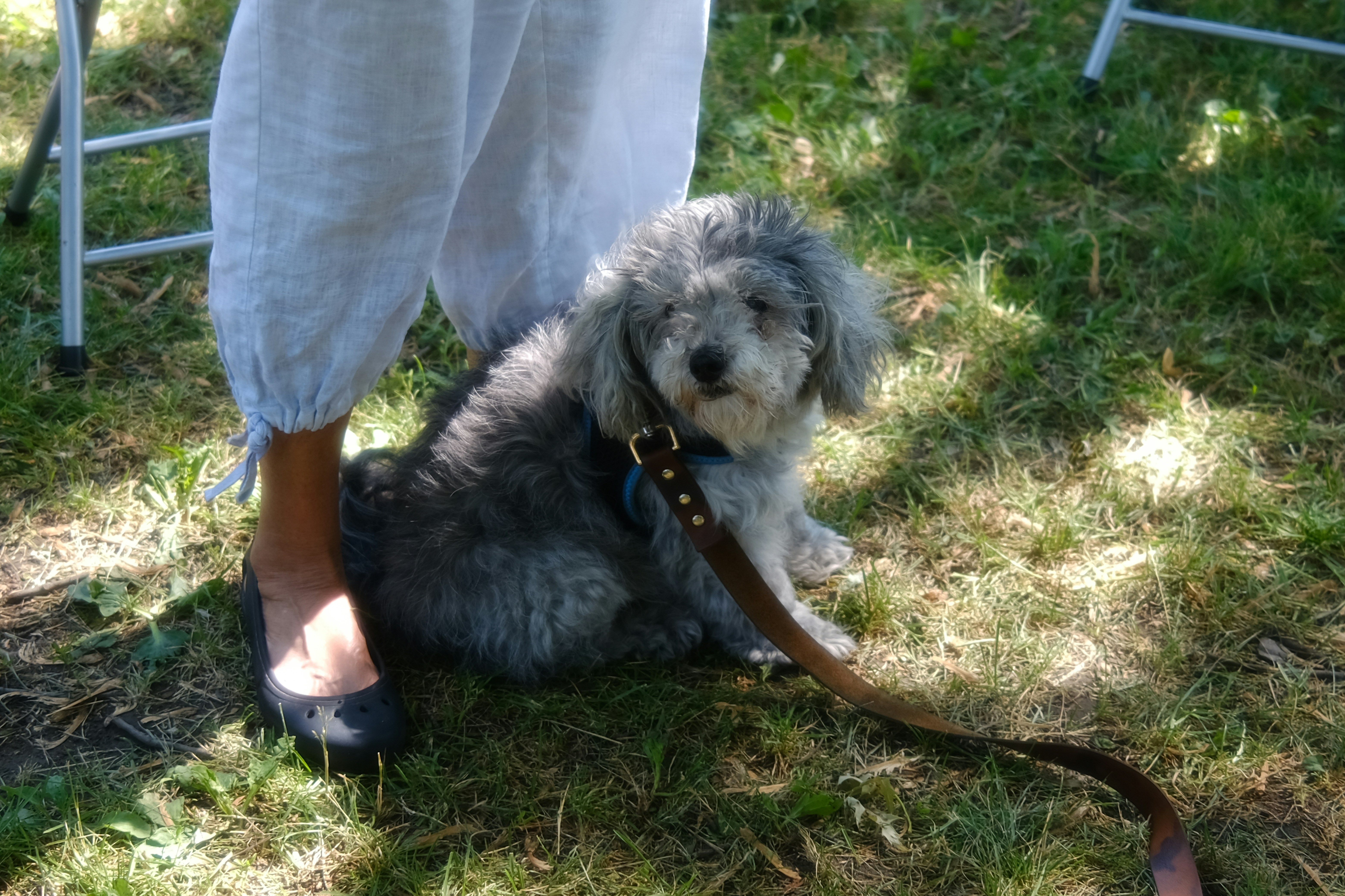 Aire d'exercice canin pour petits chiens