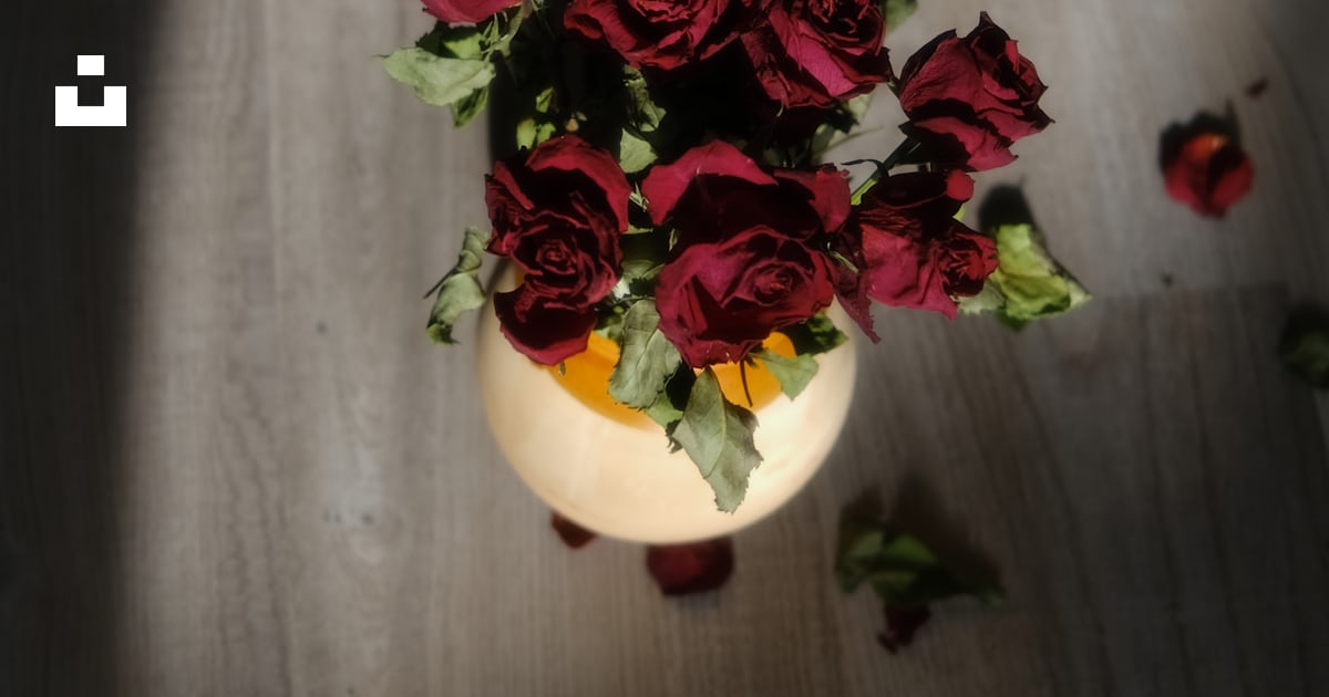 Wilted roses cast a shadow on the floor. photo – Free Roses Image on ...