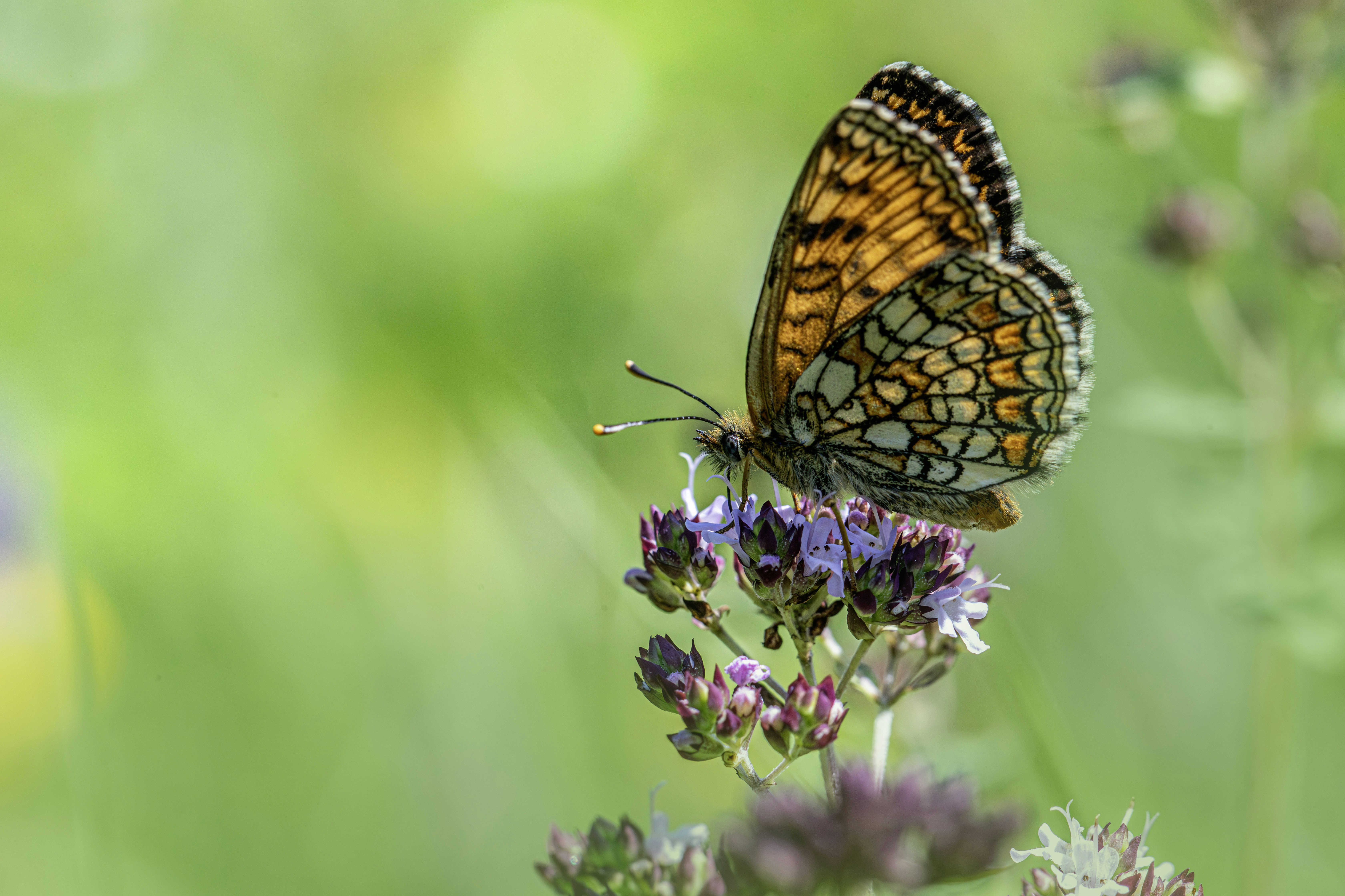 Photo by erik_karits