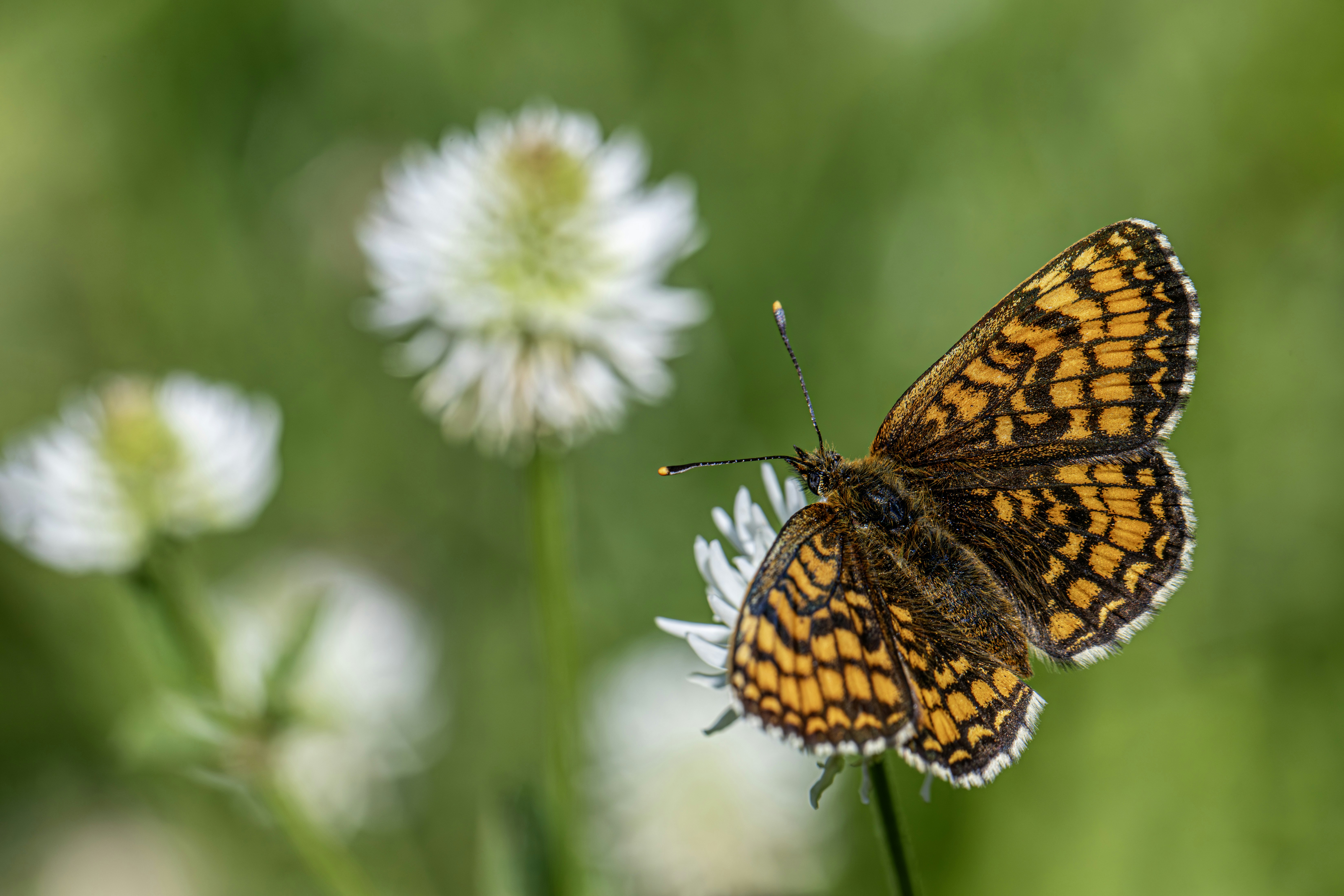 Photo by erik_karits