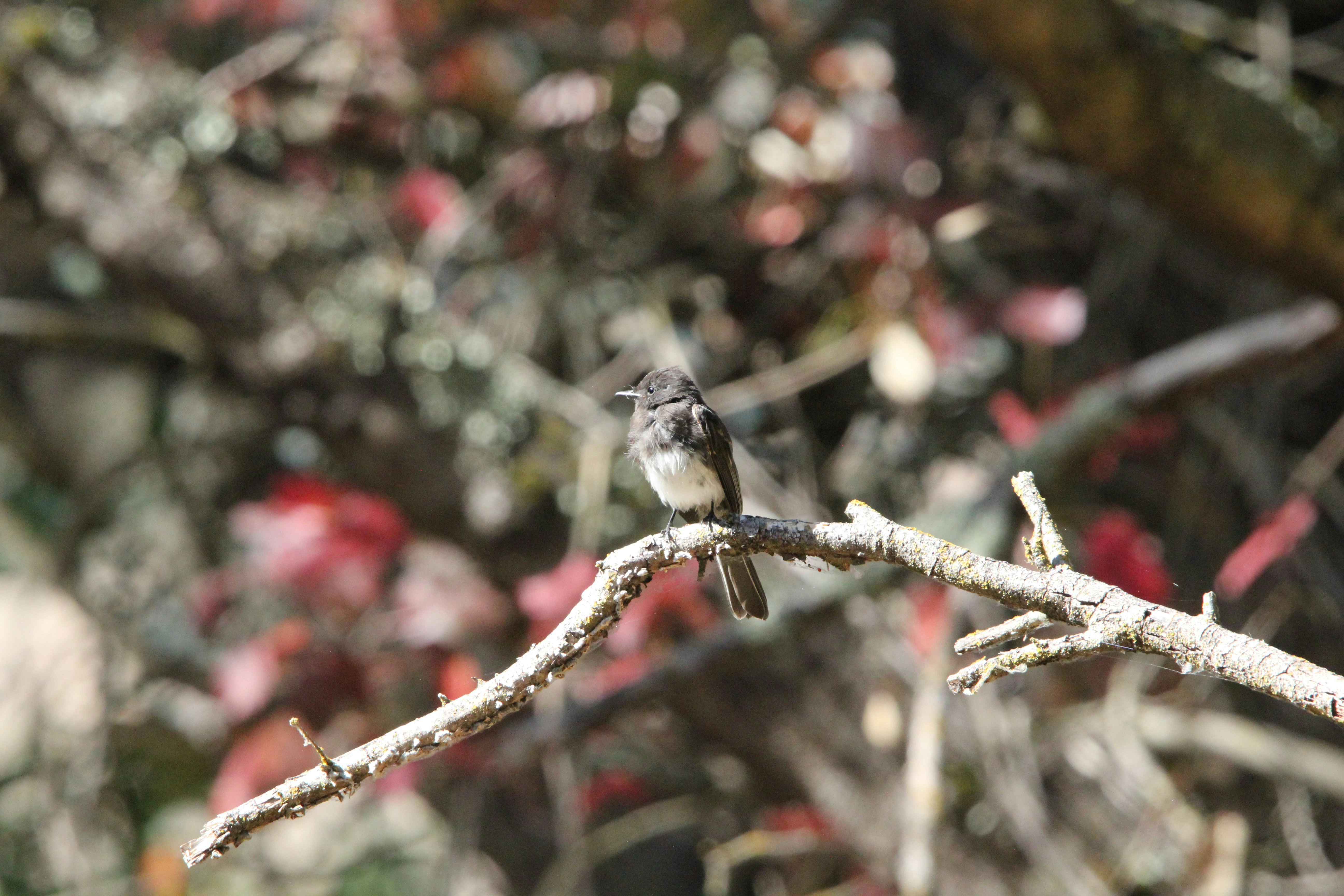 A small bird perches on a tree branch.