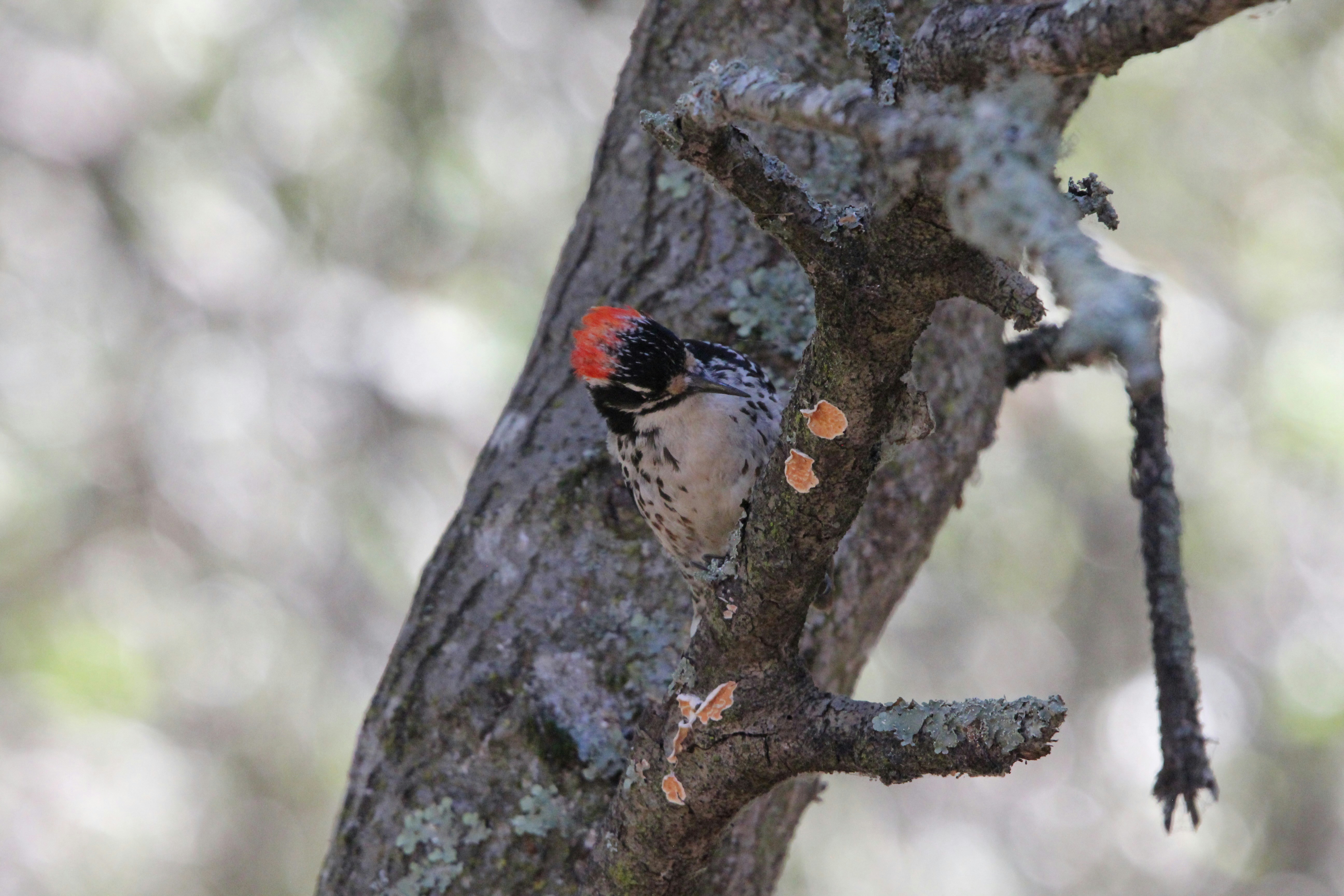 A woodpecker is perched on a tree branch.