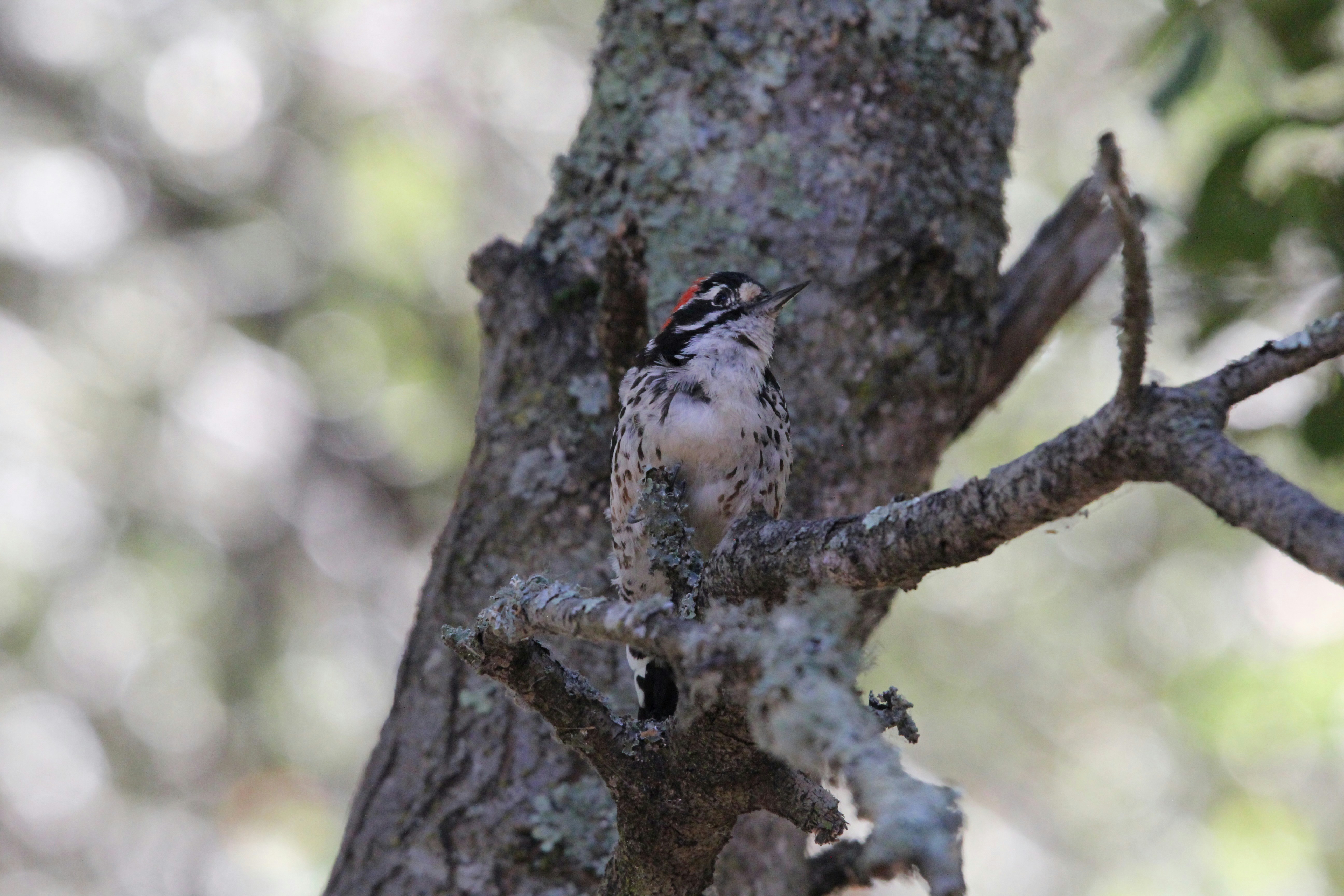 A downy woodpecker perches on a tree branch.