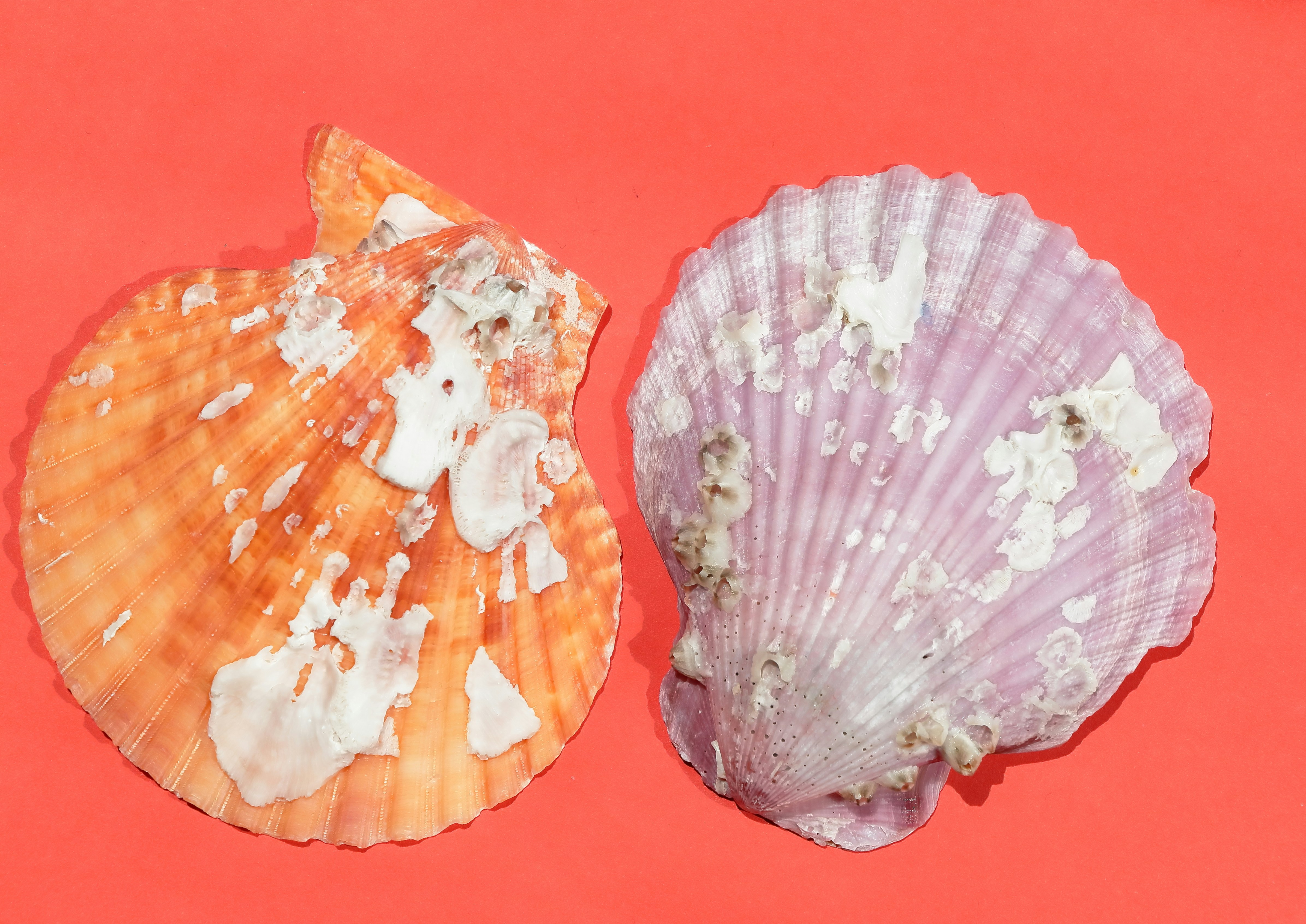 Two seashells rest on a red background.
