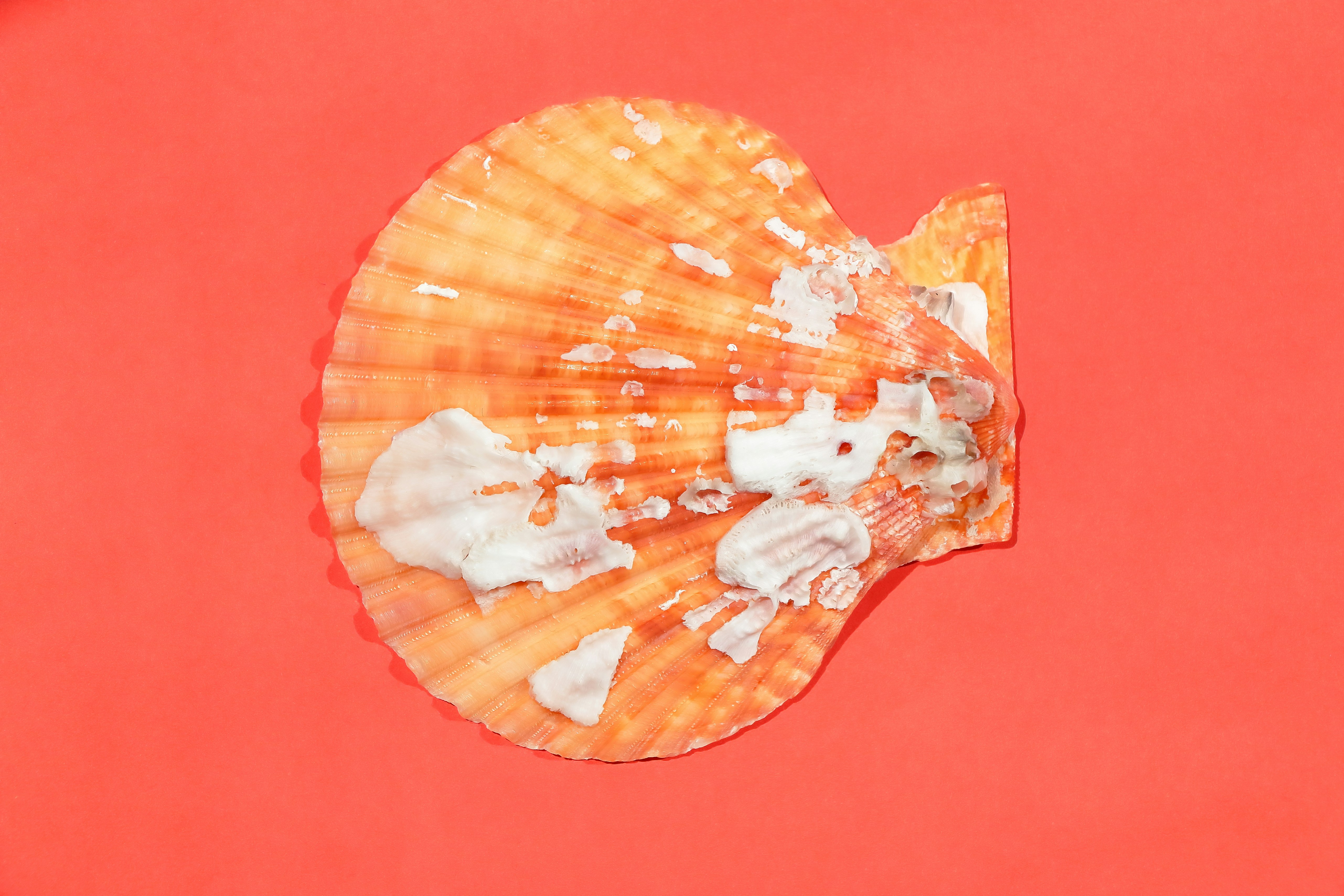 A seashell rests on a red background.