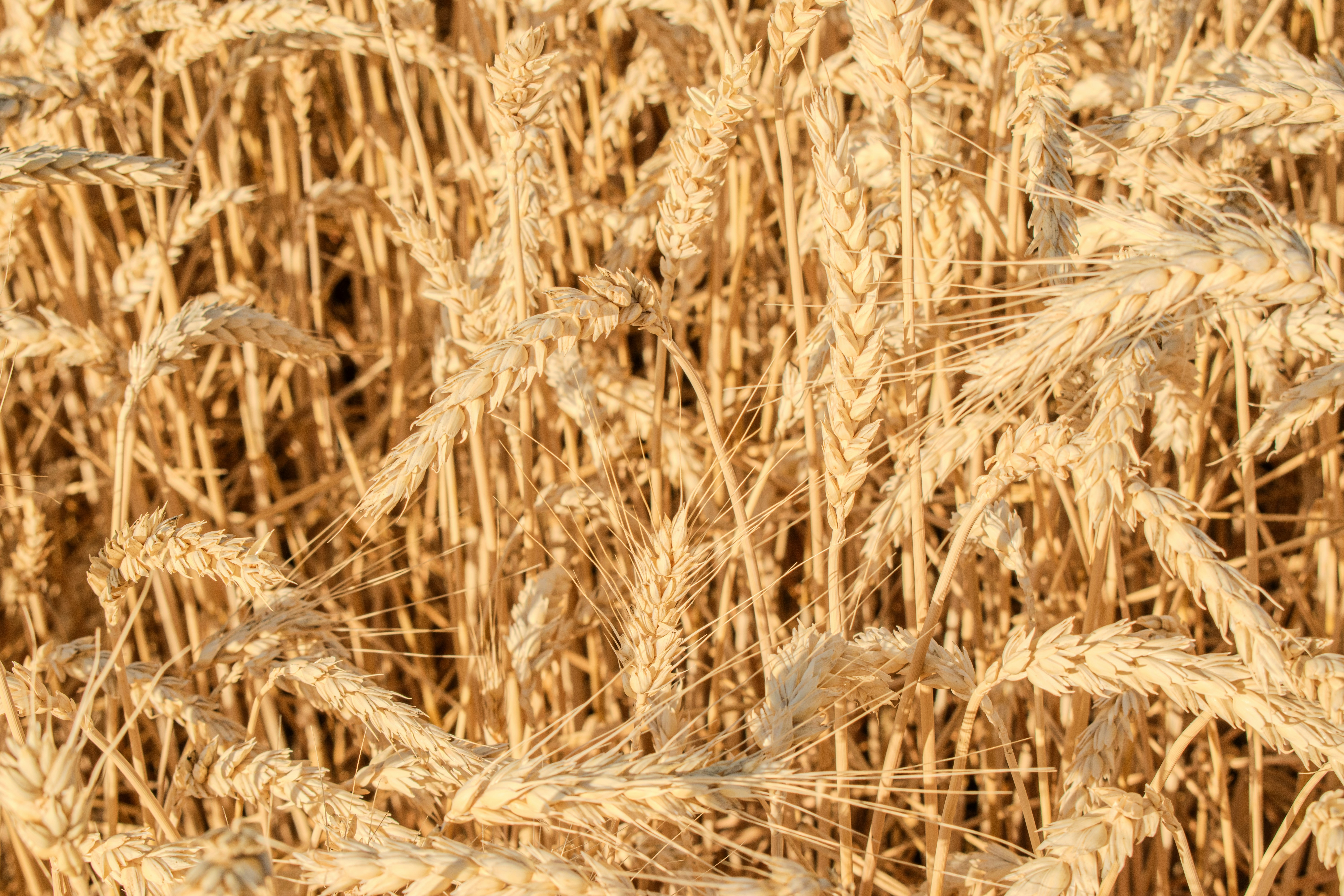Golden wheat stalks in a field.