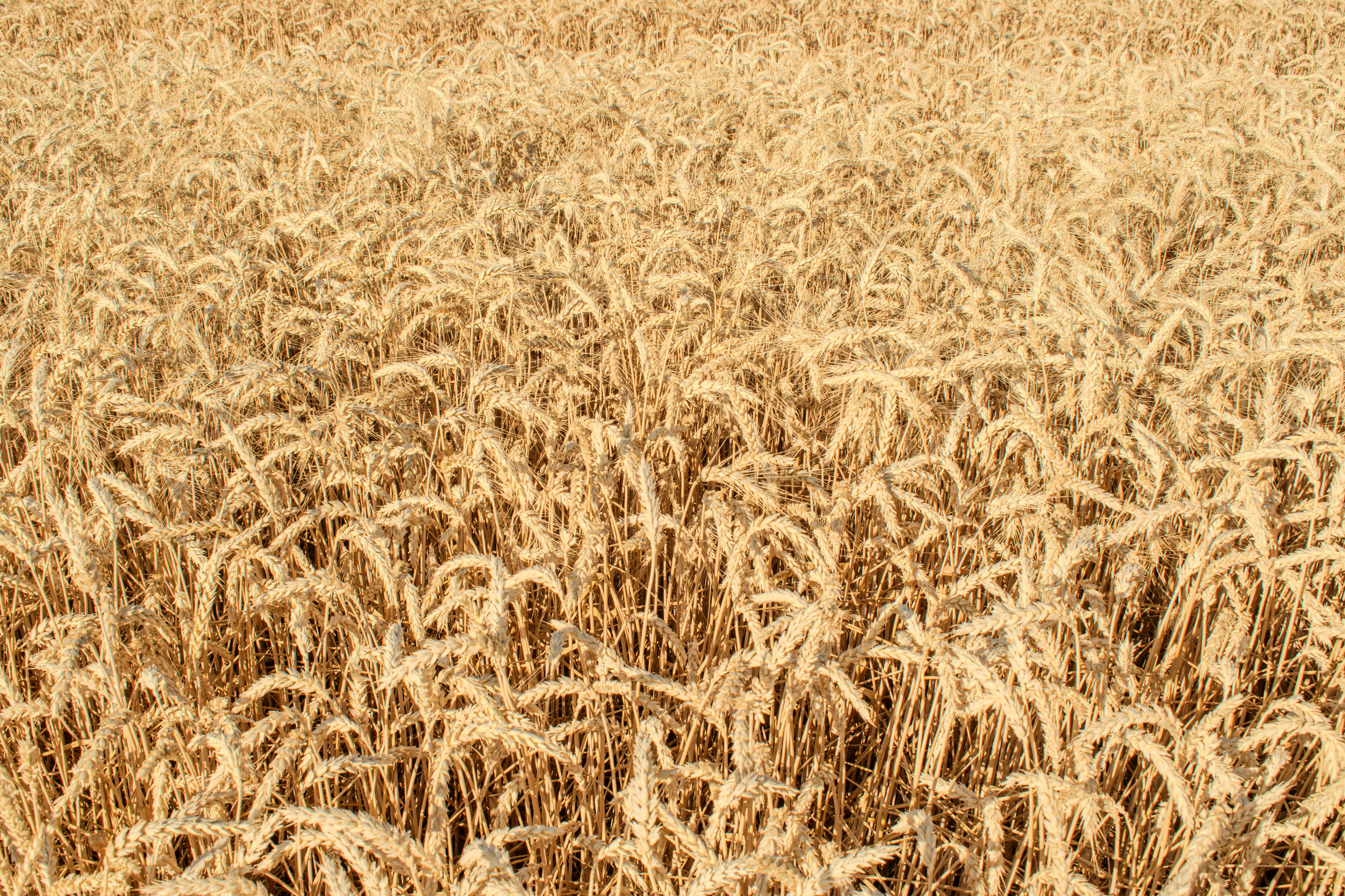 Golden wheat field ready for harvest.