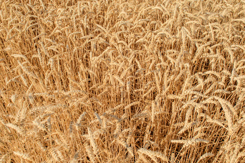 Golden wheat field ready for harvest