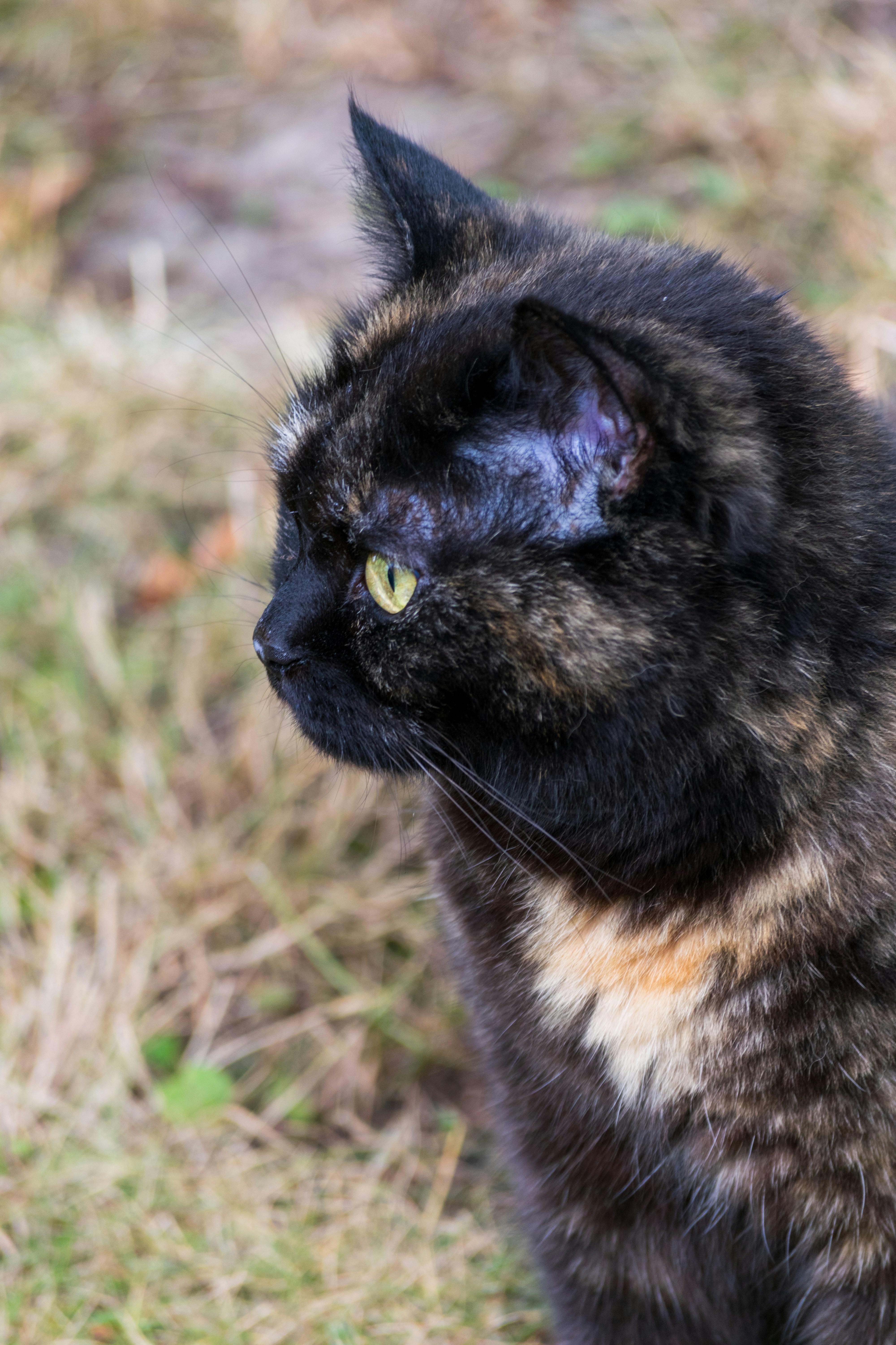 16 Tortoiseshell Cat Names Inspired by Flecked and Speckled Coats
