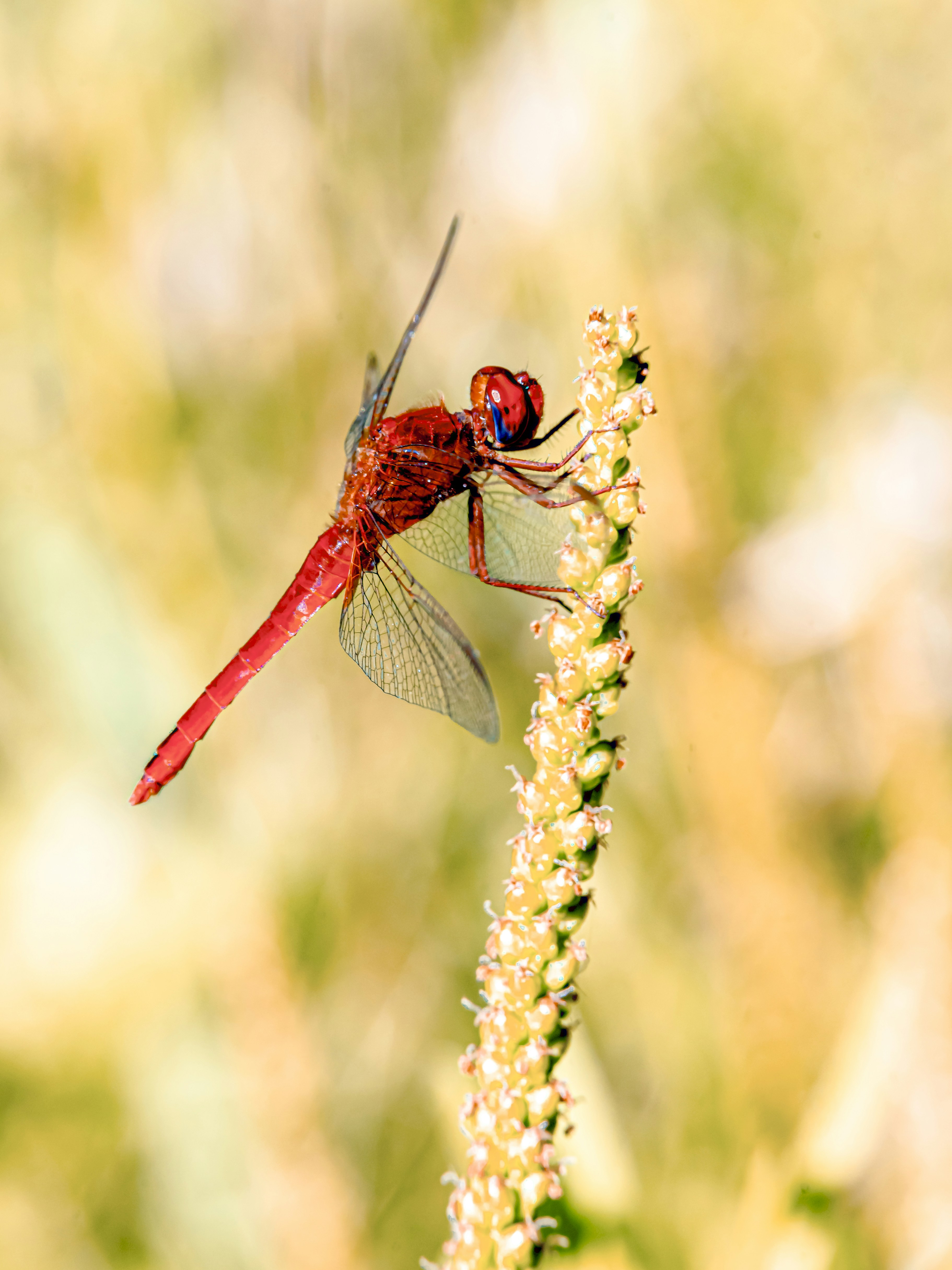 A red dragonfly perches on a plant. photo – Free Dragonfly Image on ...