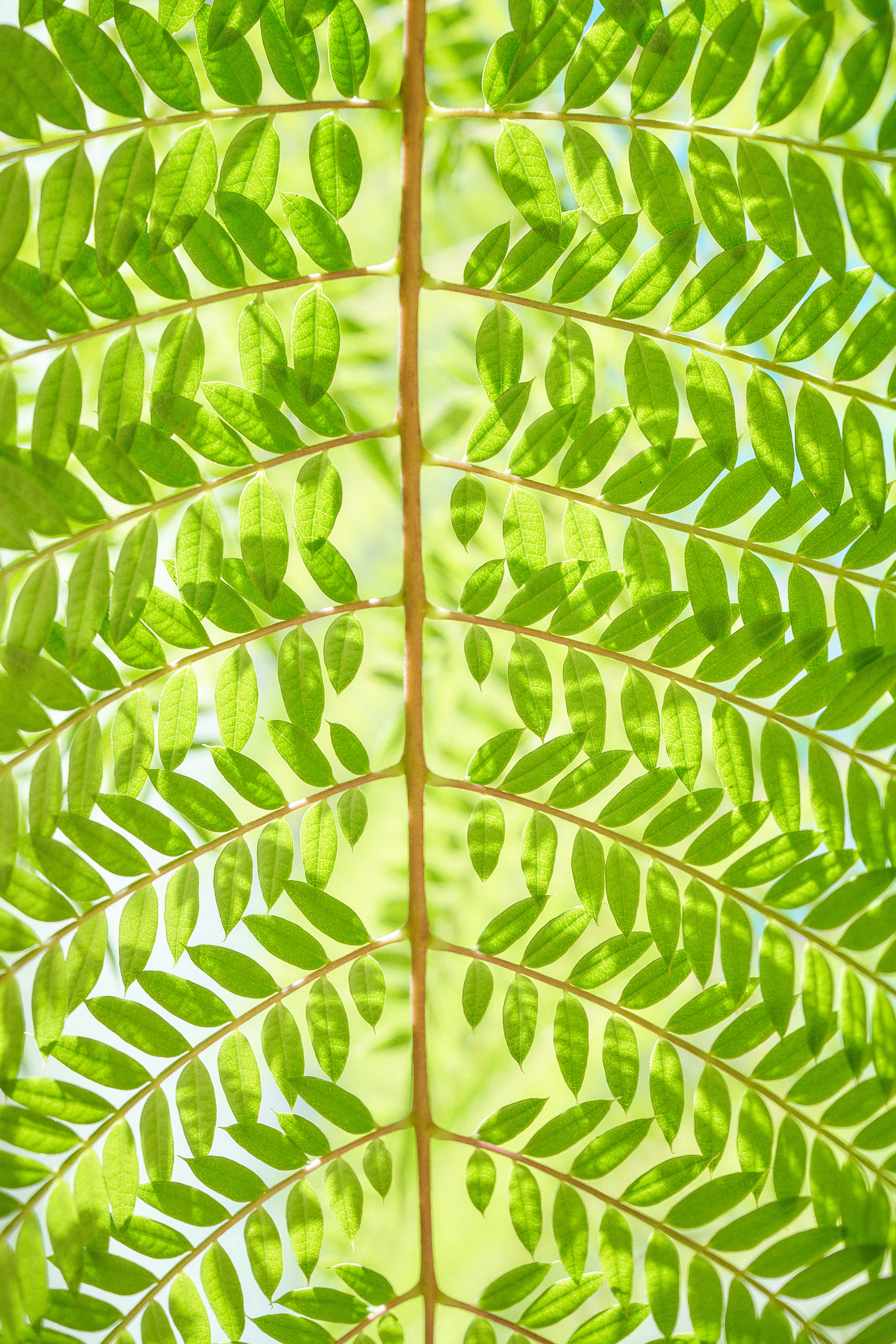 Smart-enabled hot yoga studio with wooden paneling and Echelon display