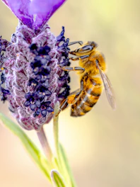 A bee collects nectar from a lavender flower.
