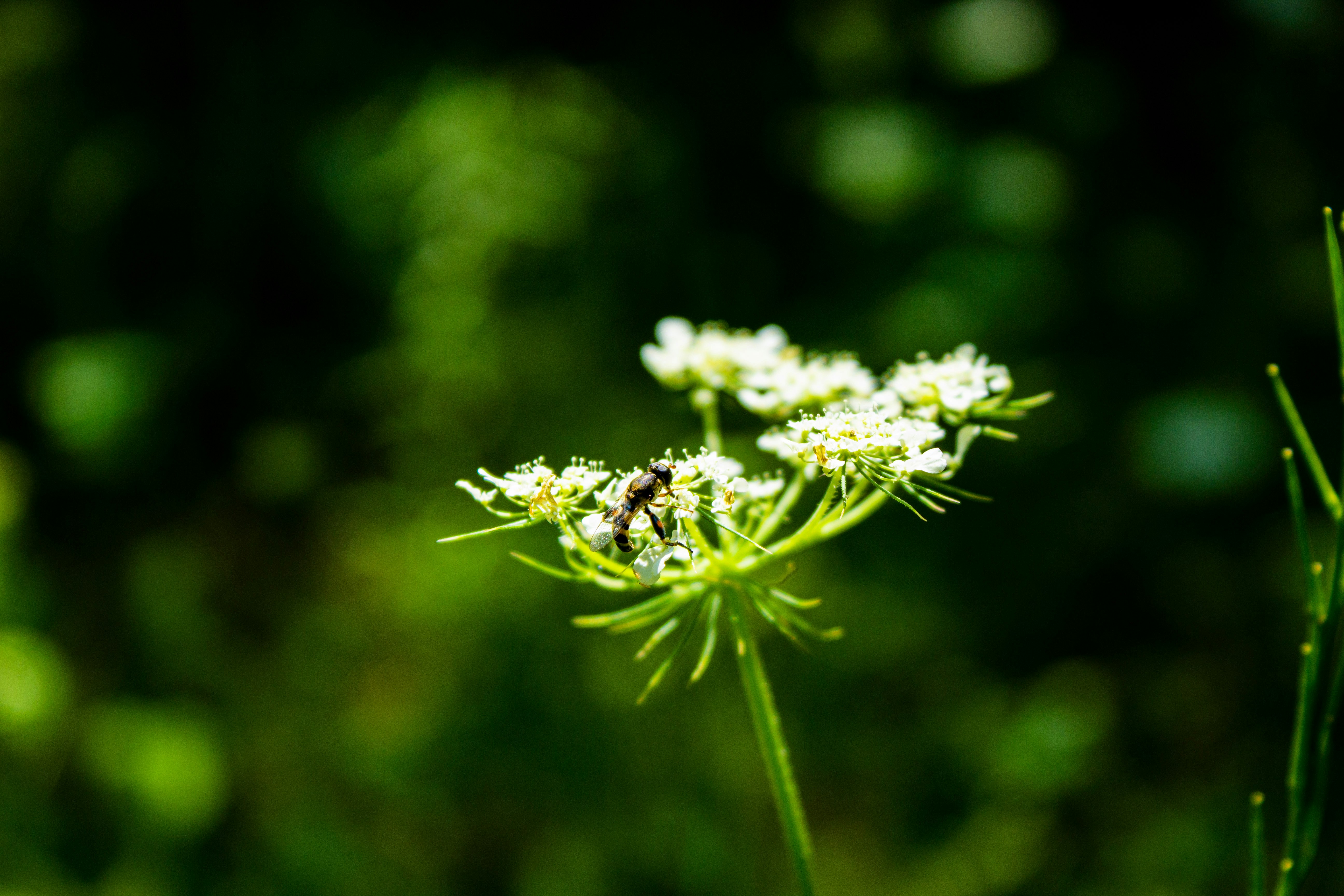 Photo by kadirsahinby