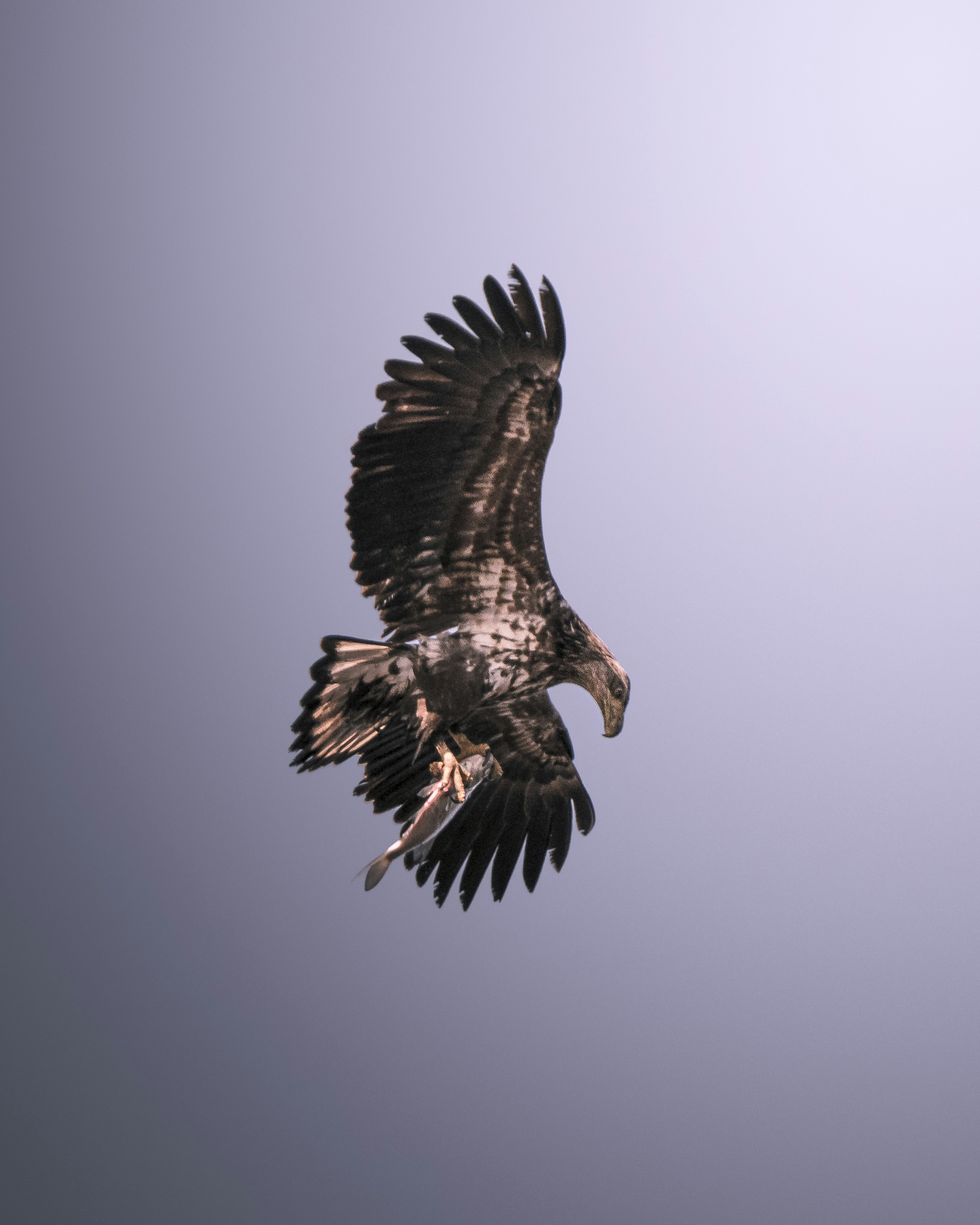 An eagle soars through the sky.