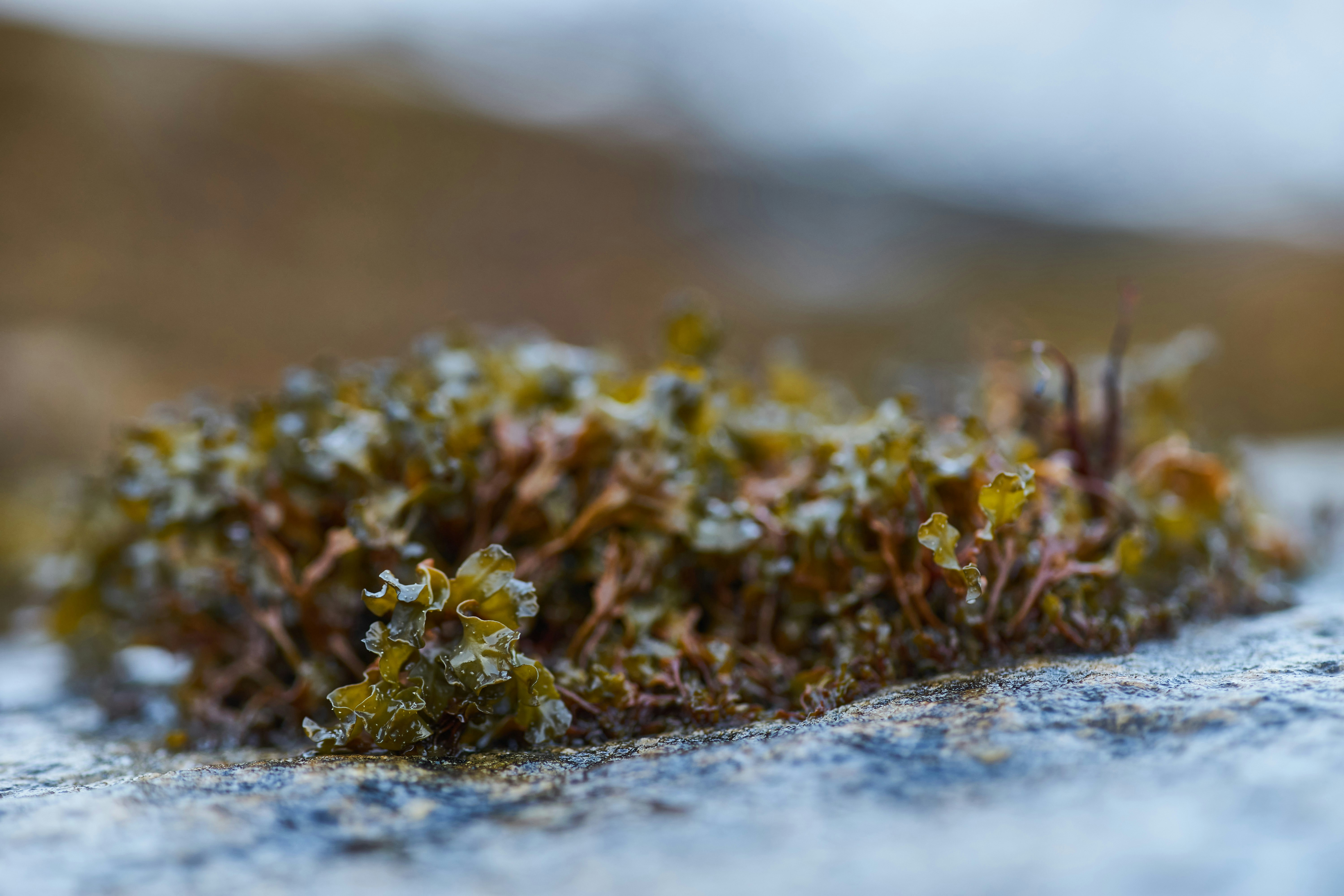 Photo by wolfgang_hasselmann