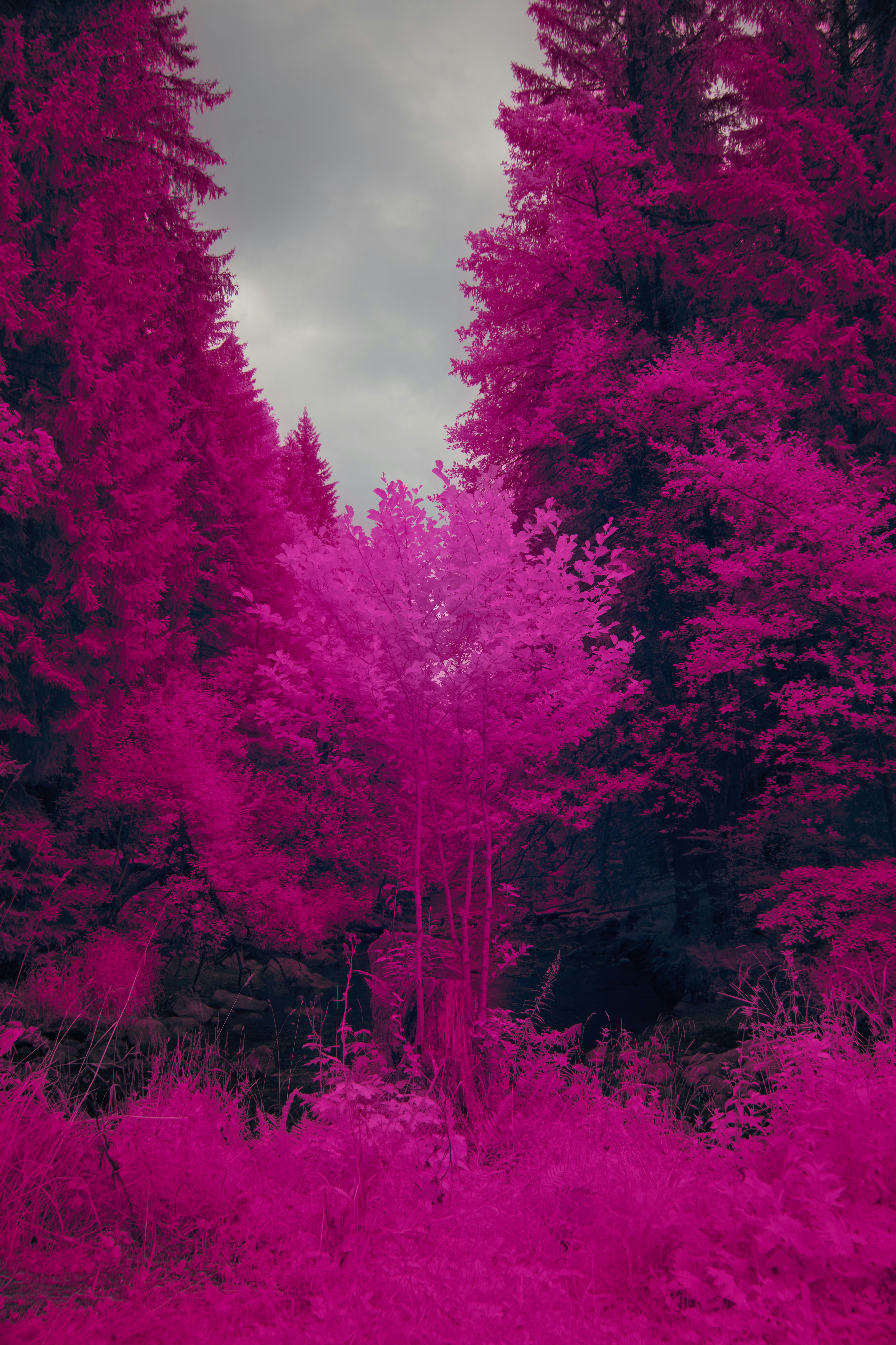 Trees and foliage are vividly colored in pink.