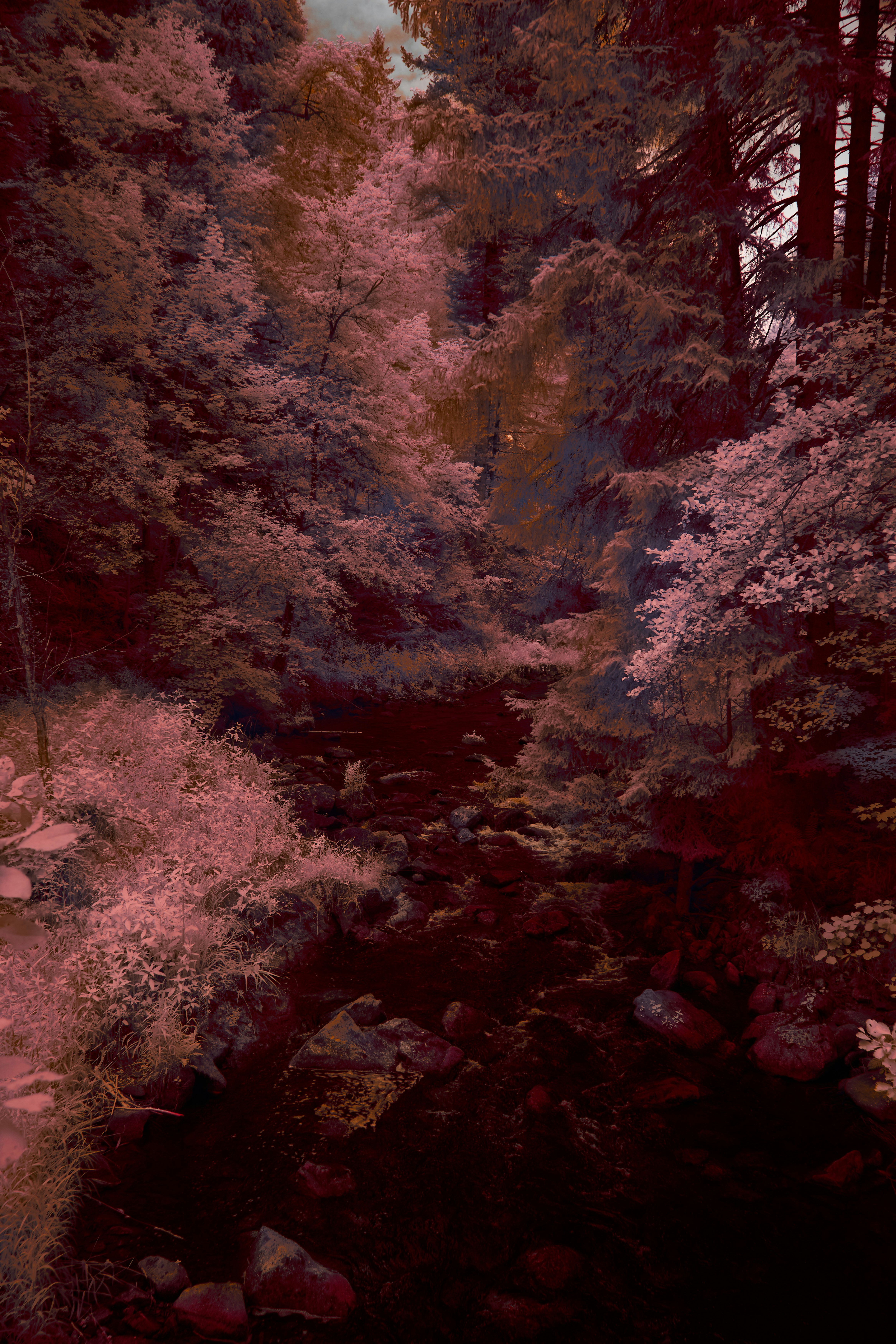 Photo by wolfgang_hasselmann