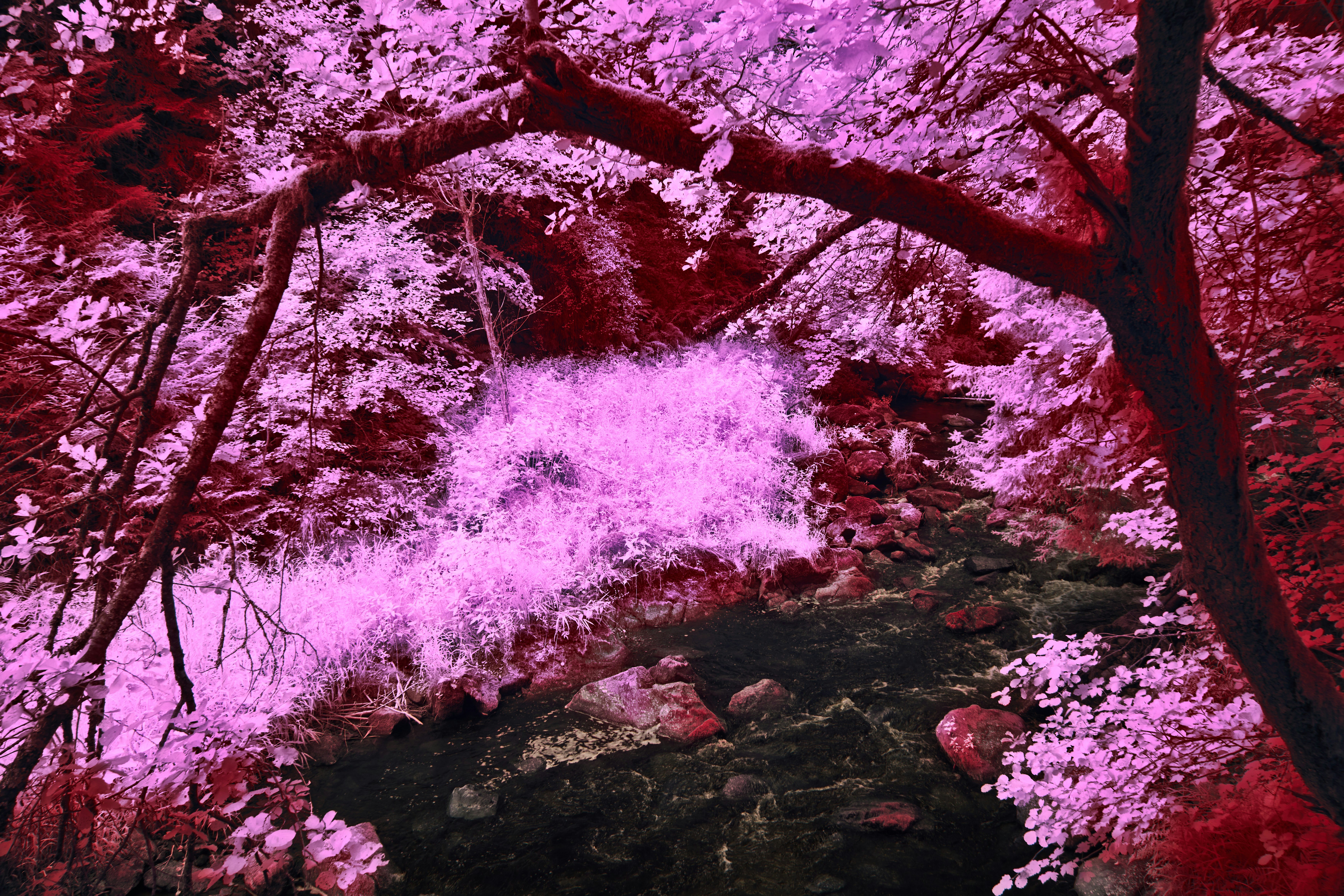 Pink foliage frames a rocky creek.