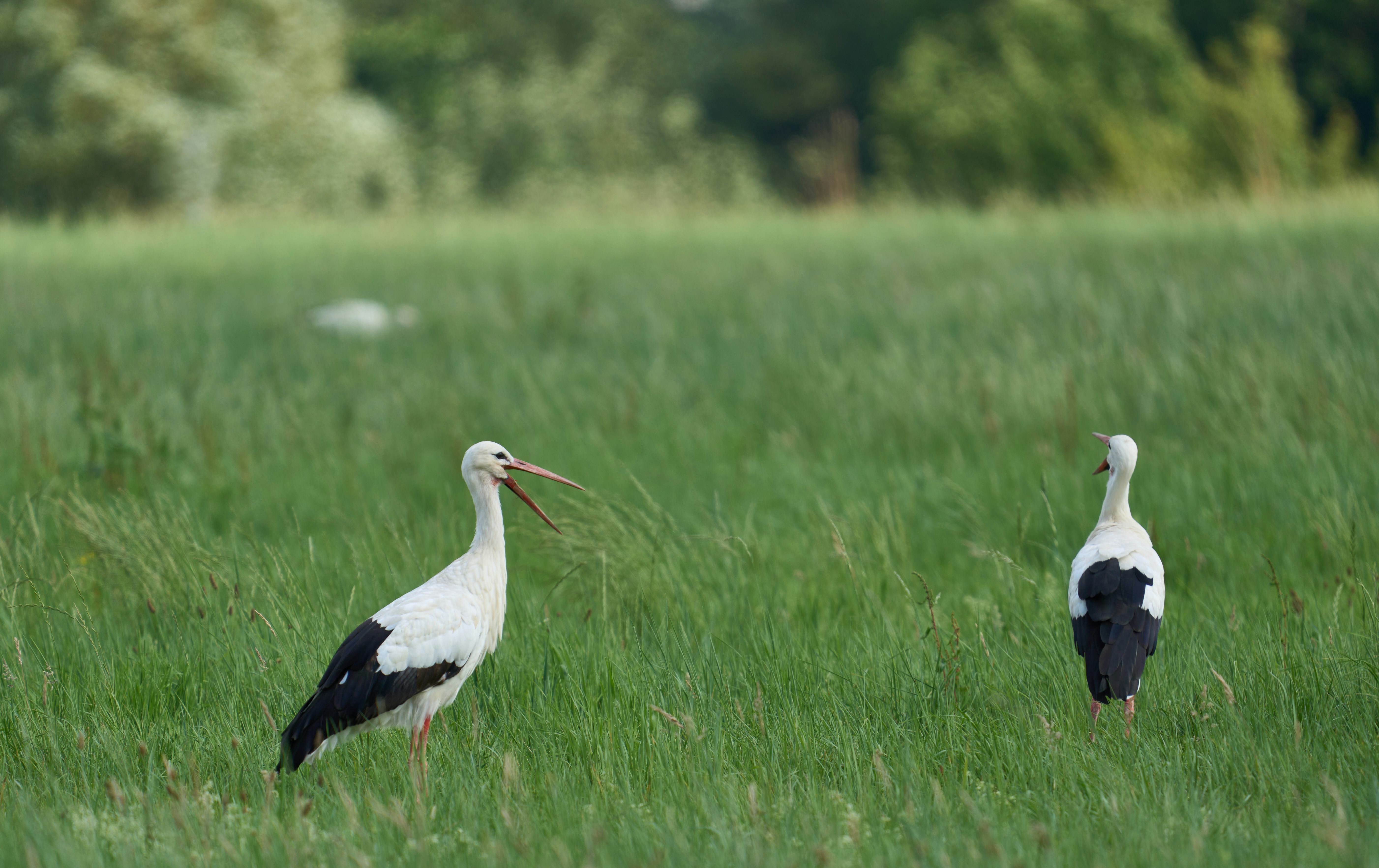 Photo by wolfgang_hasselmann