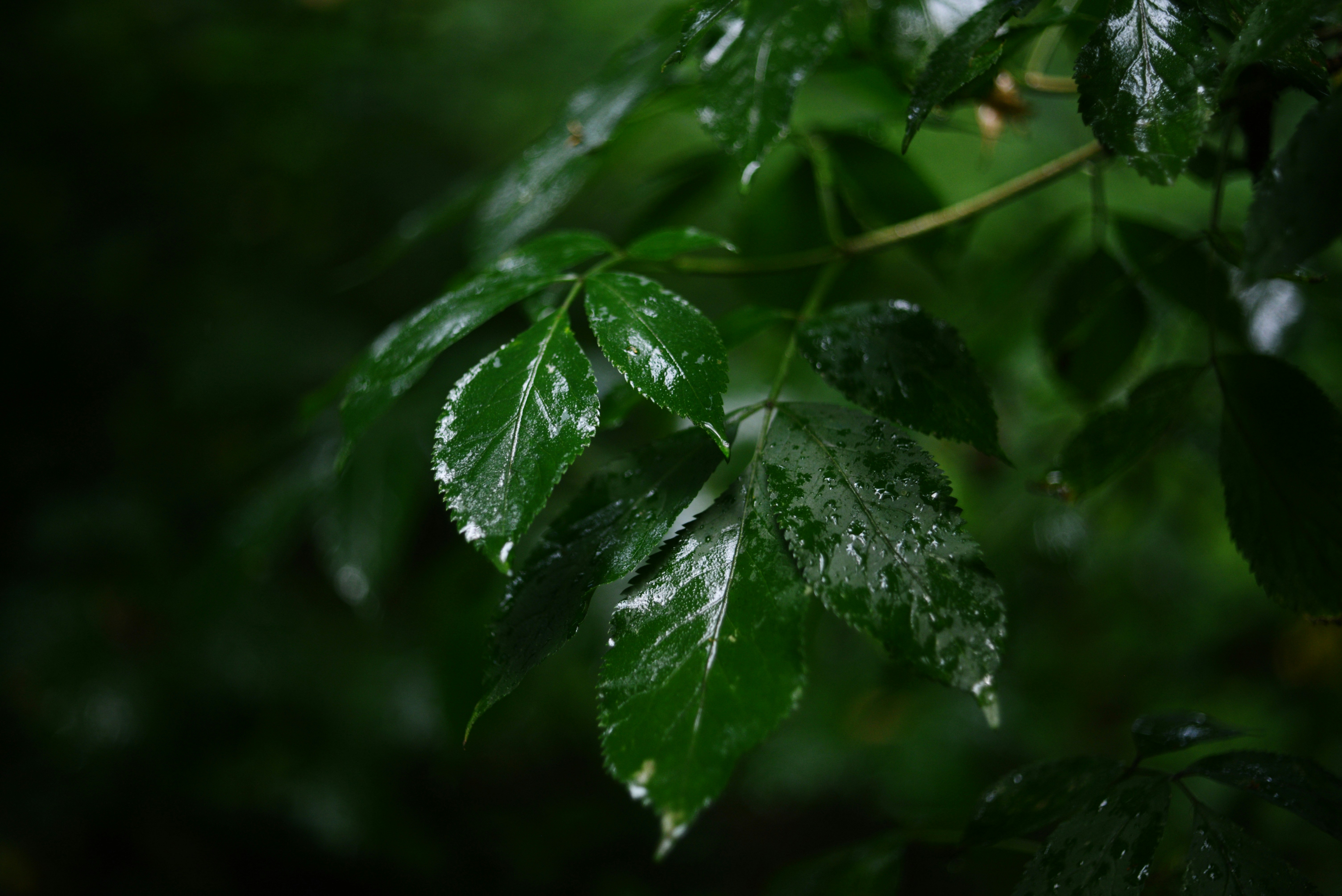 Photo by cherstve_pechivo