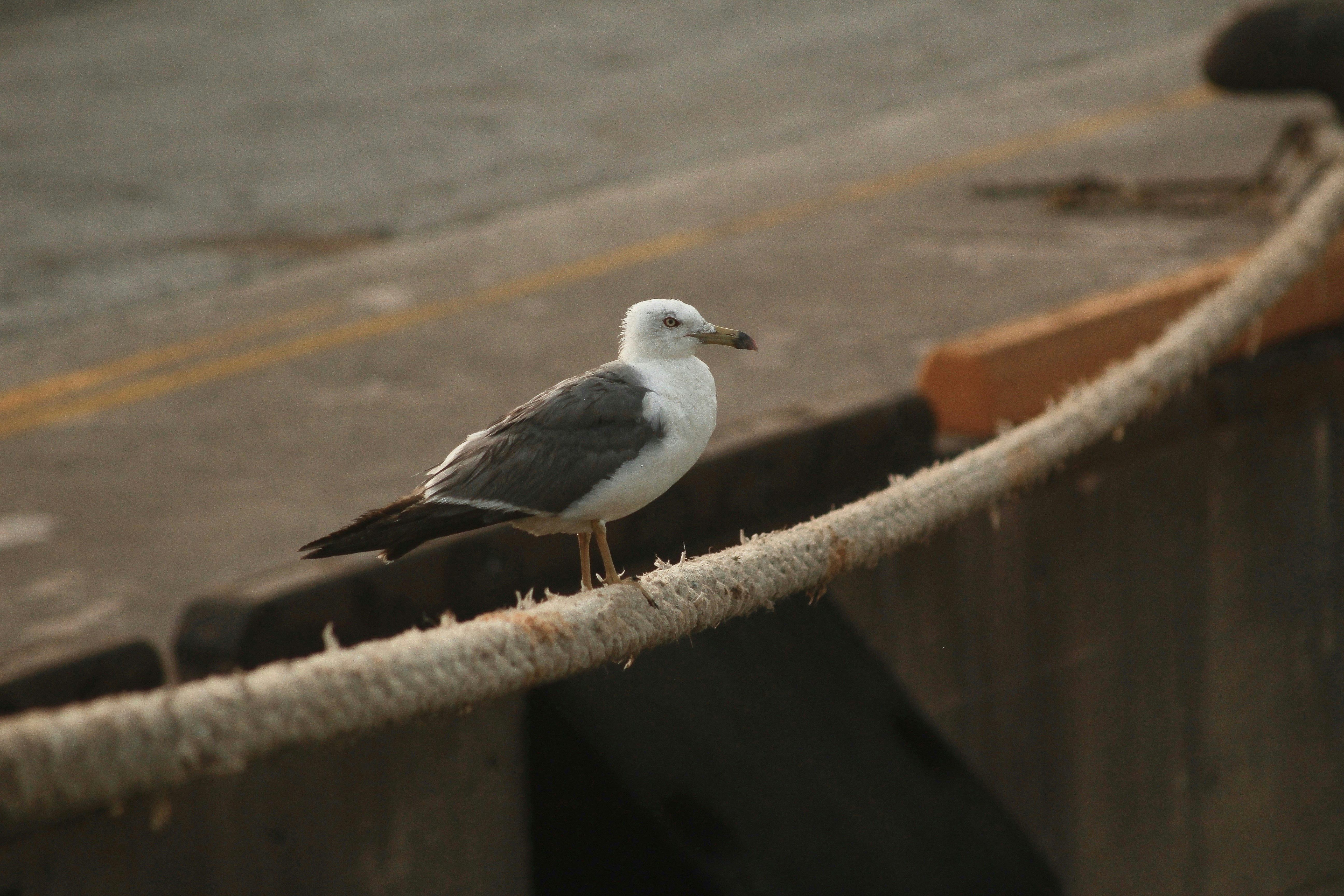 Photo by aungmyat1995