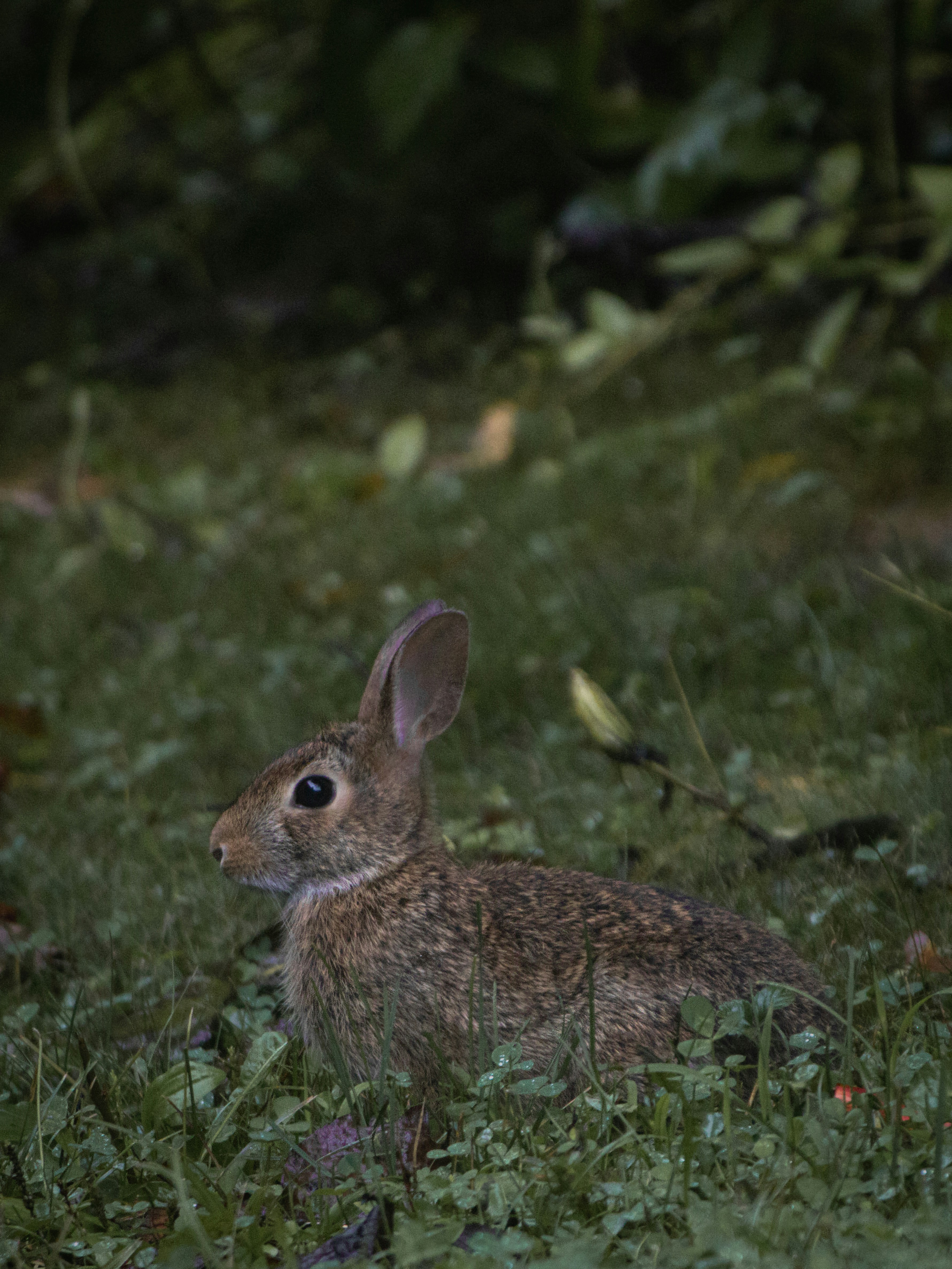 A rabbit sits calmly in the grassy undergrowth.