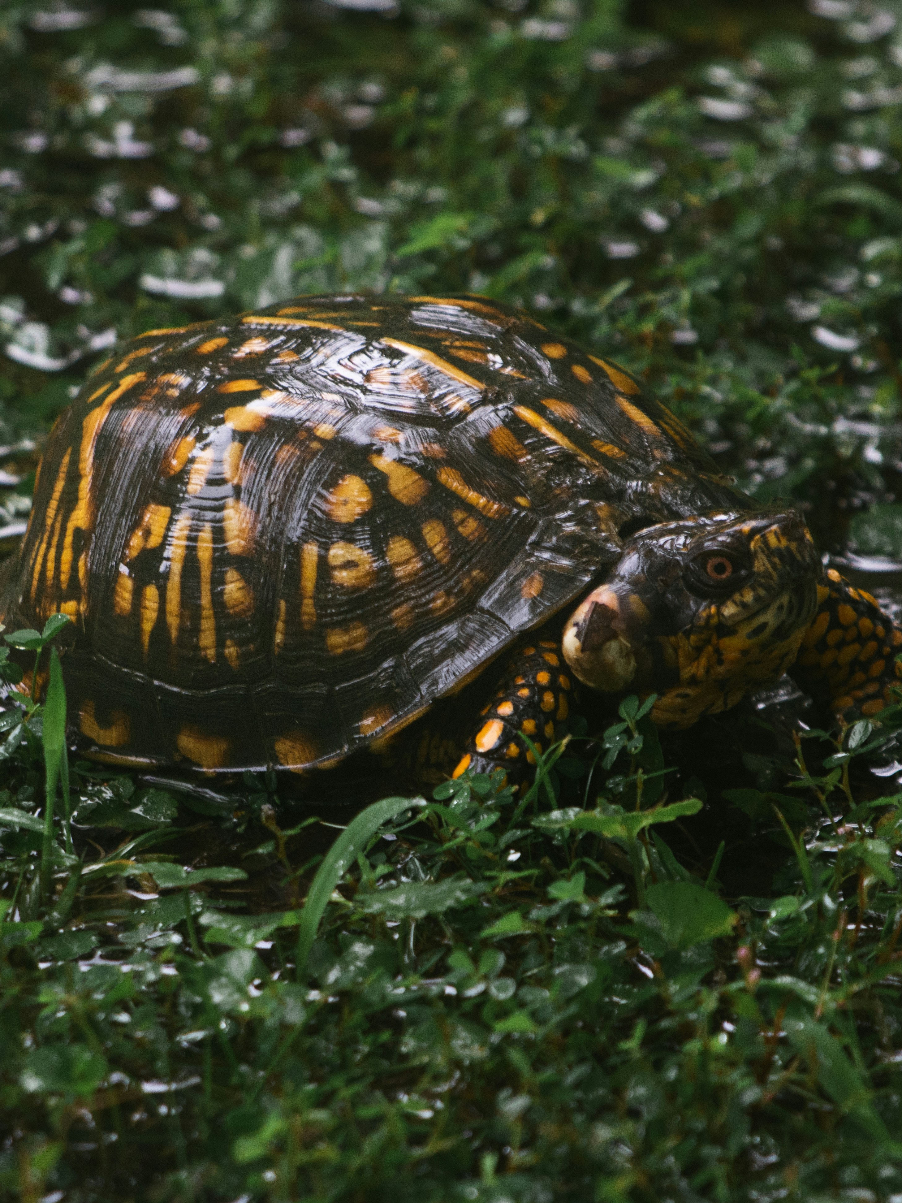 A turtle sits on green grass.
