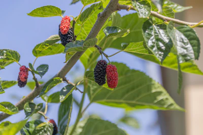 Mulberry Shahtut Growing India — Fastest Fruiting Tree Silk Encyclopedia